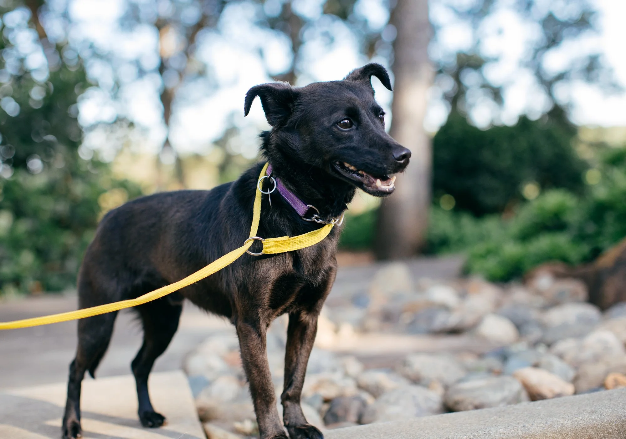 Black small dog with a purple collar and yellow leash standing on a sidewalk with rocks and trees in the background.