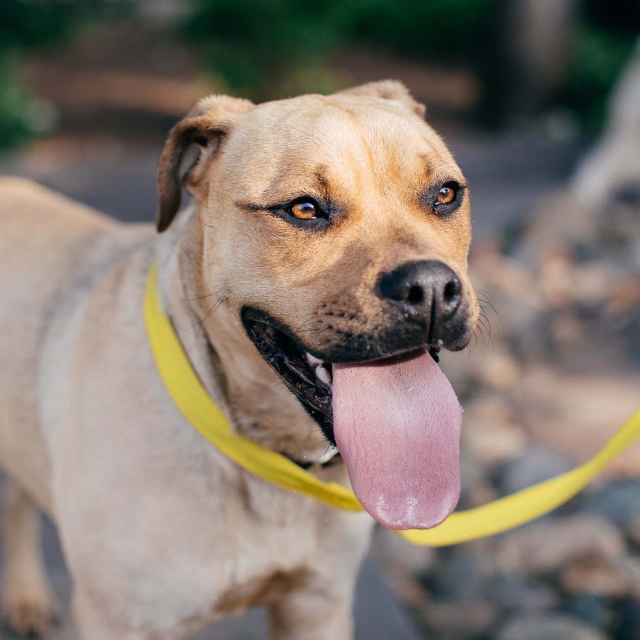 A happy tan dog with a yellow collar and leash, panting with its tongue out, outdoors with blurred green and brown background.