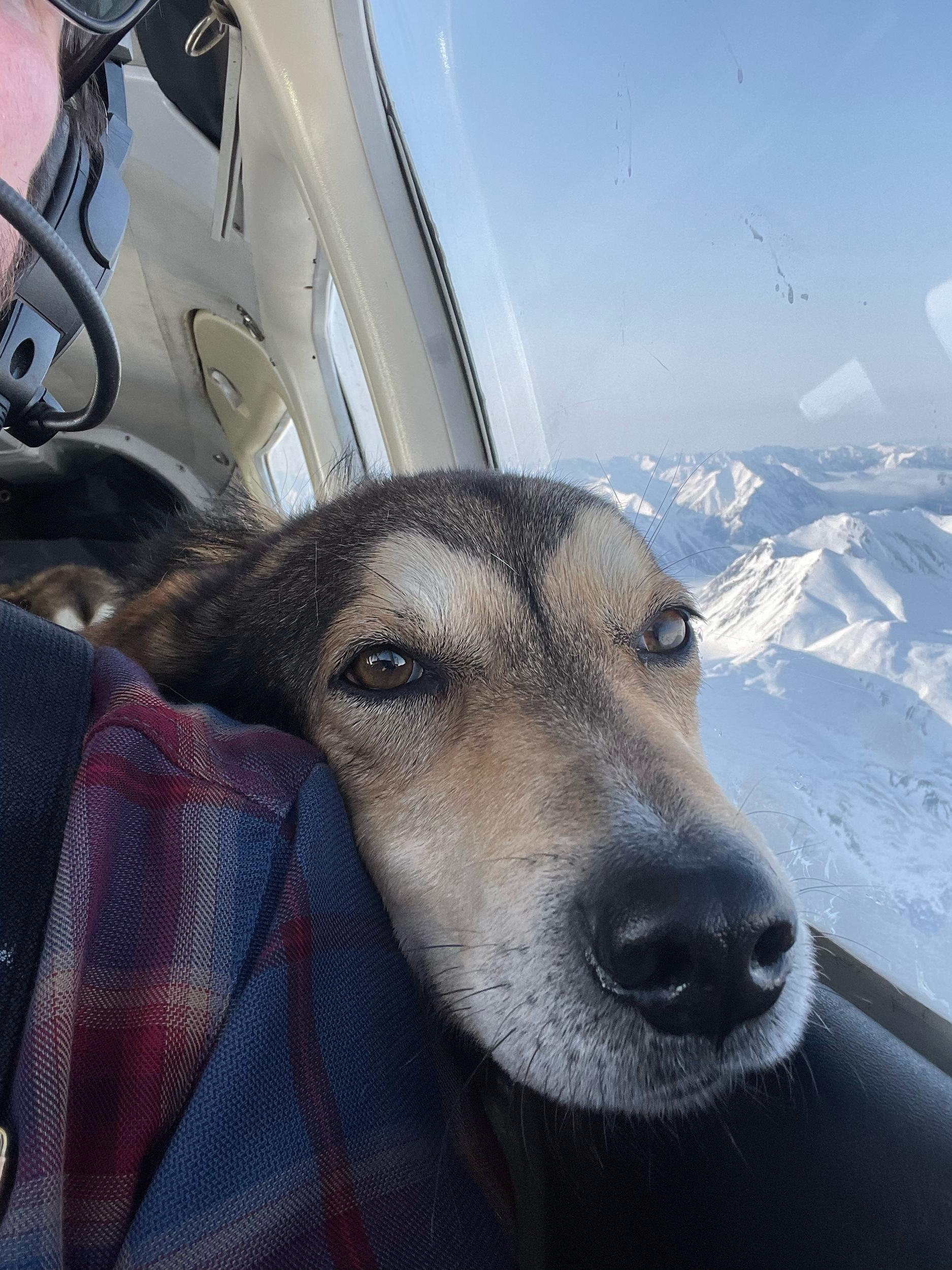 A dog lying on a person's lap inside an airplane, with snow-covered mountains visible through the window.