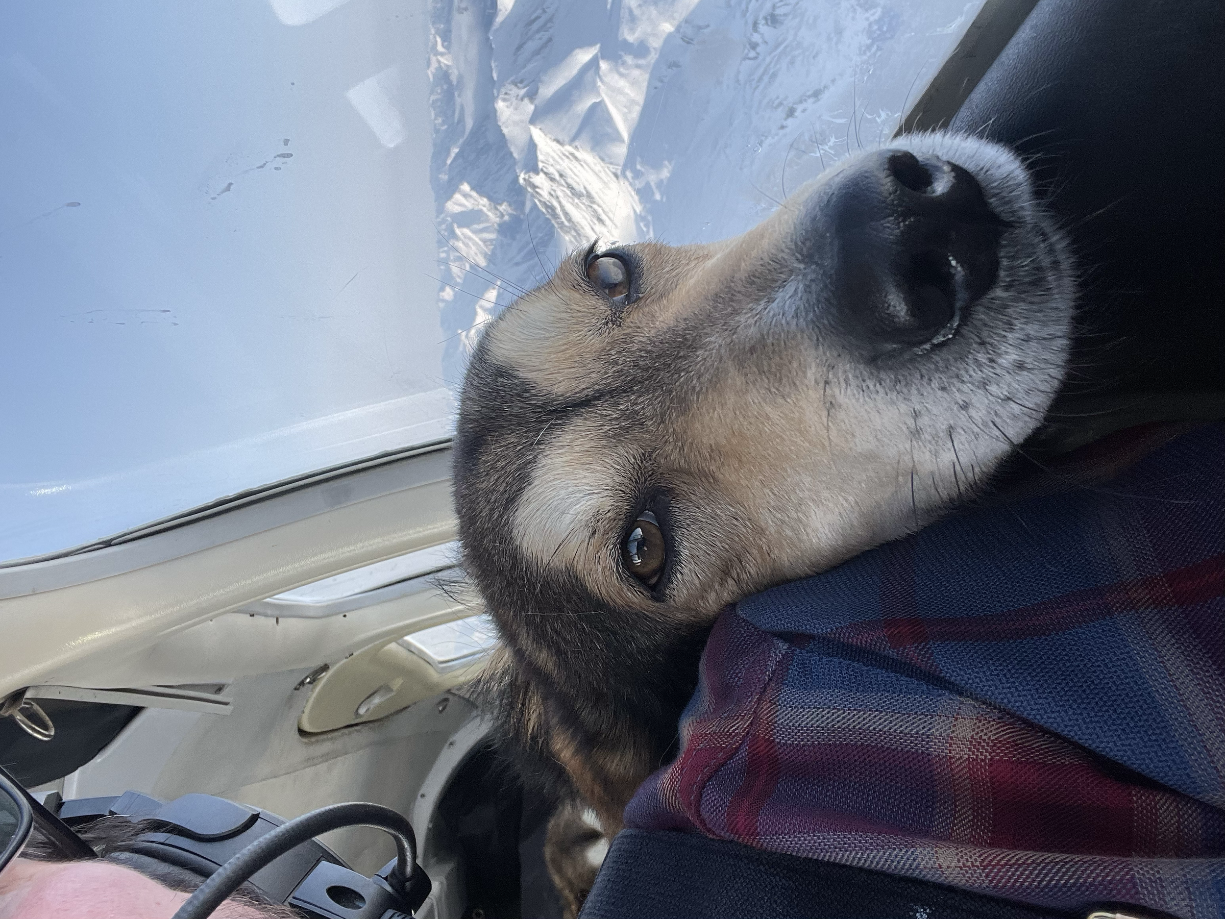 A dog lying on a person's lap inside an airplane, with snow-covered mountains visible through the window.