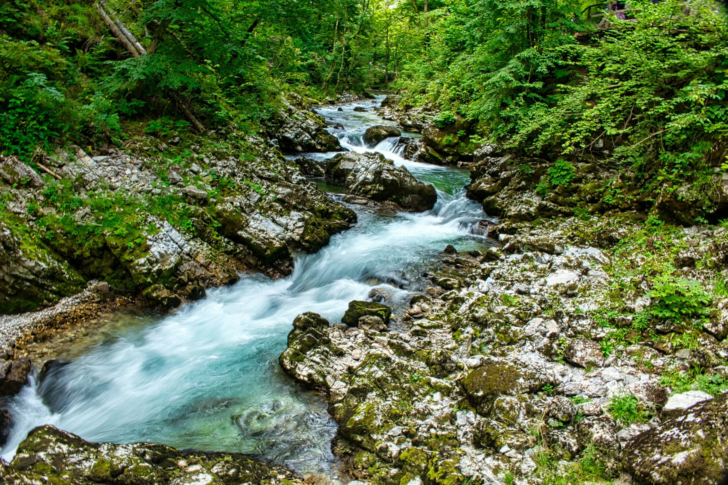 A flowing mountain stream with clear water running through a lush green forest with moss-covered rocks.
