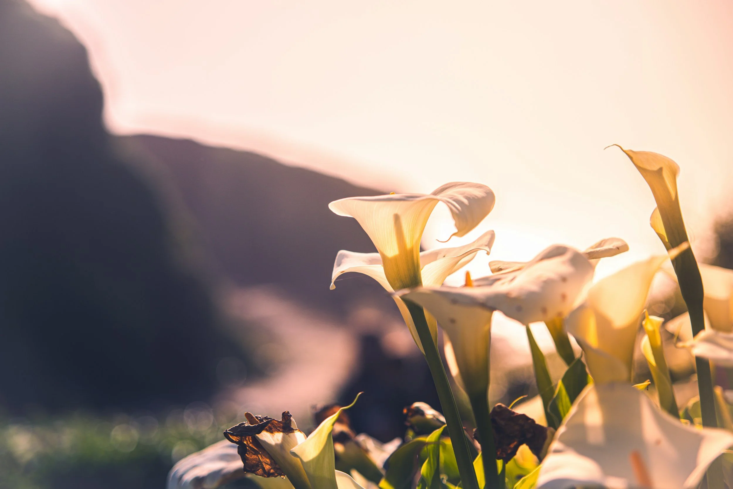 Haiku by Mark Forrester