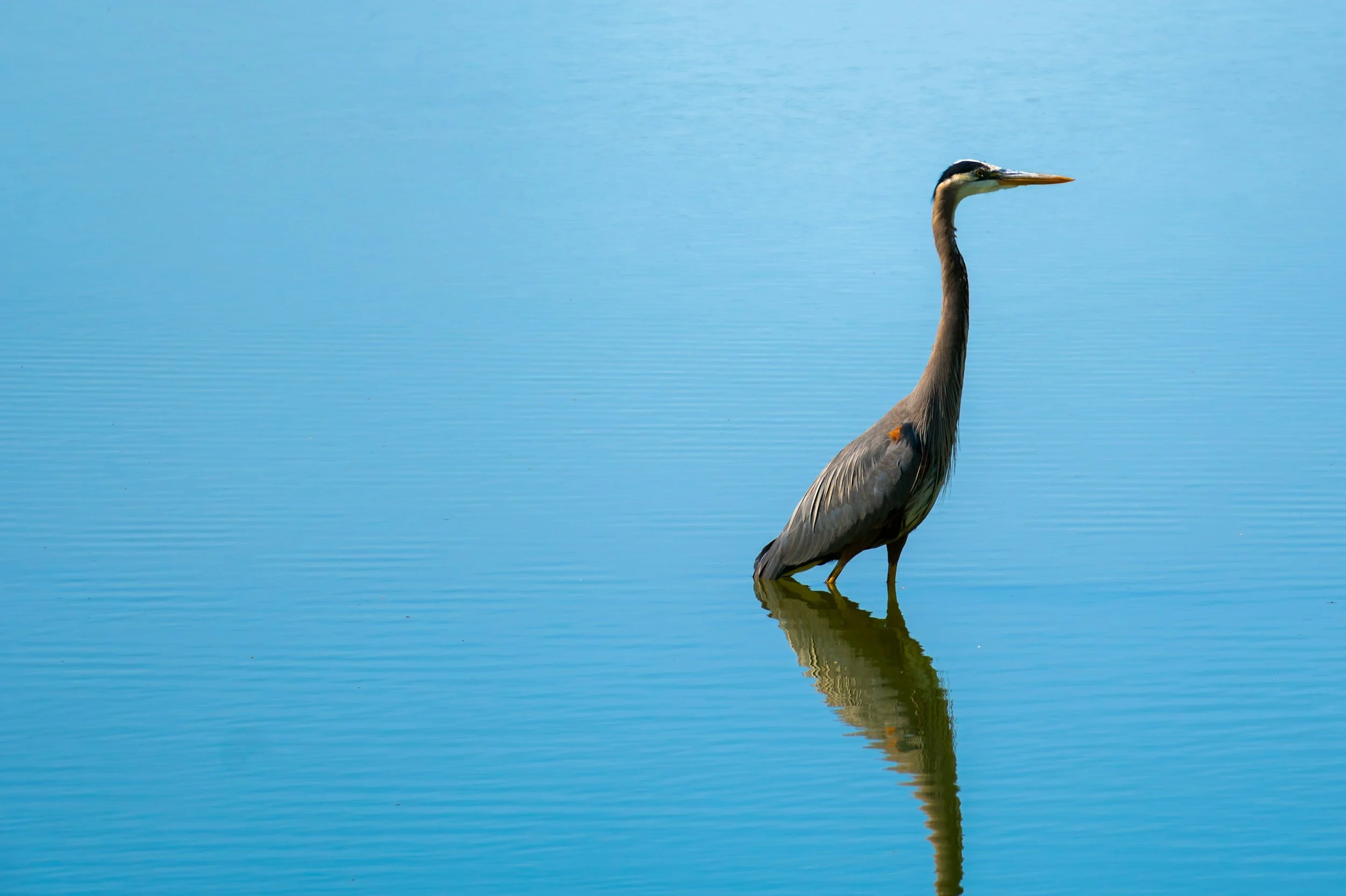 Haiku by Gareth Nurden