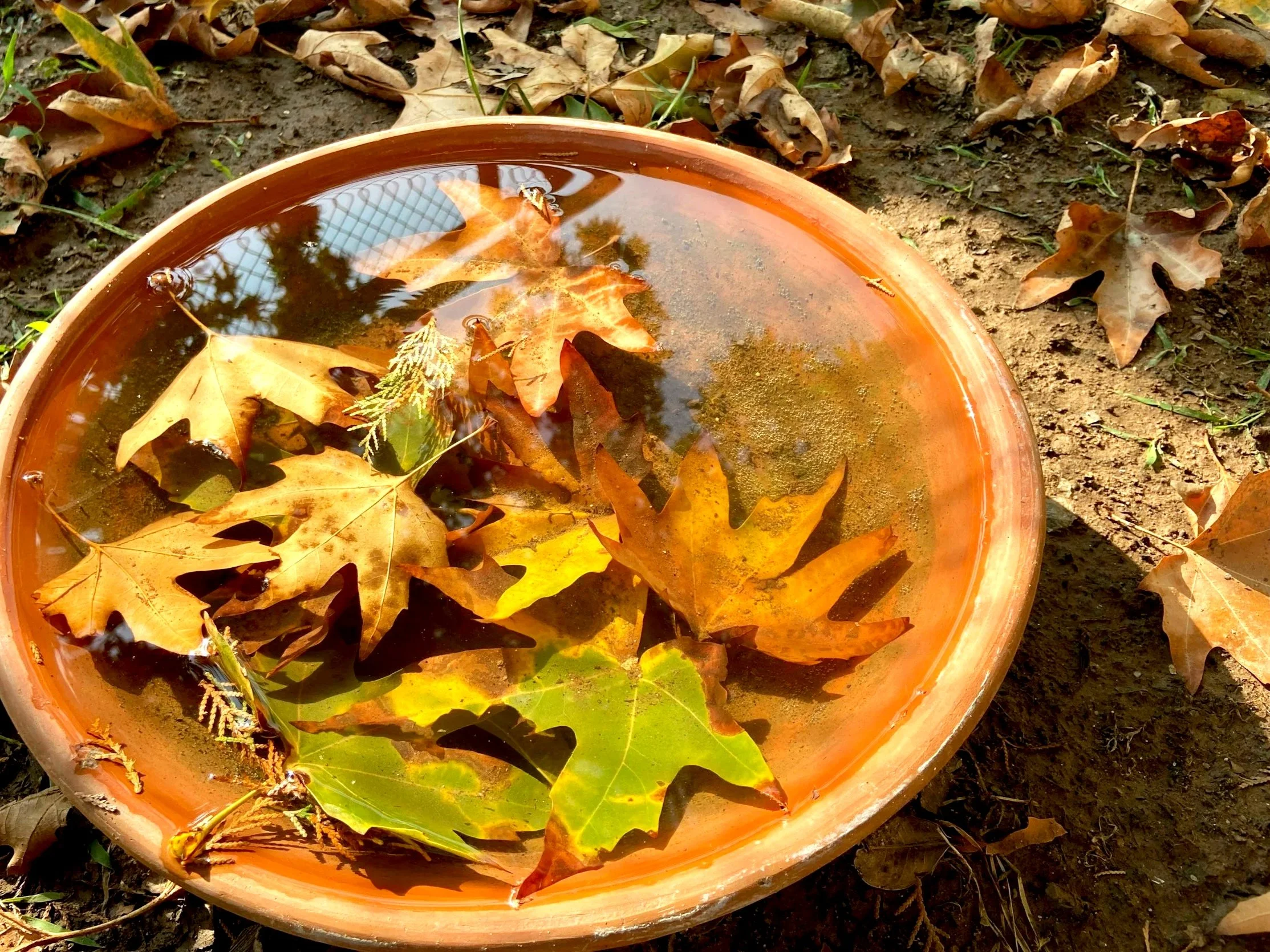 Haiku by Duncan Richardson