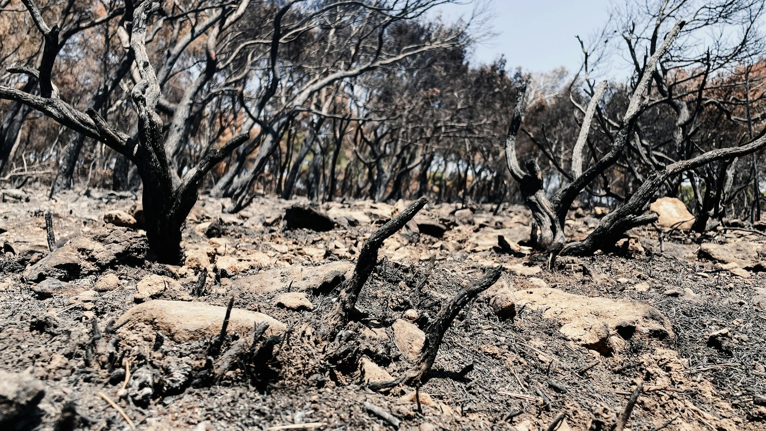 Haiku by Rob McKinnon