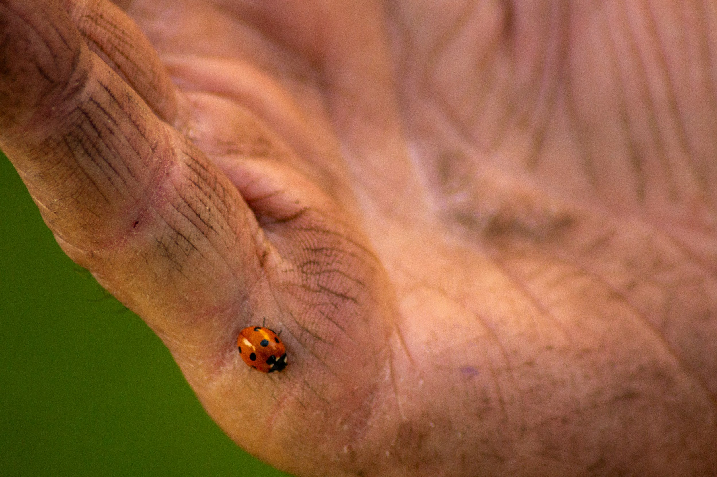 Haiku by Pegah Rahmati Nezhad