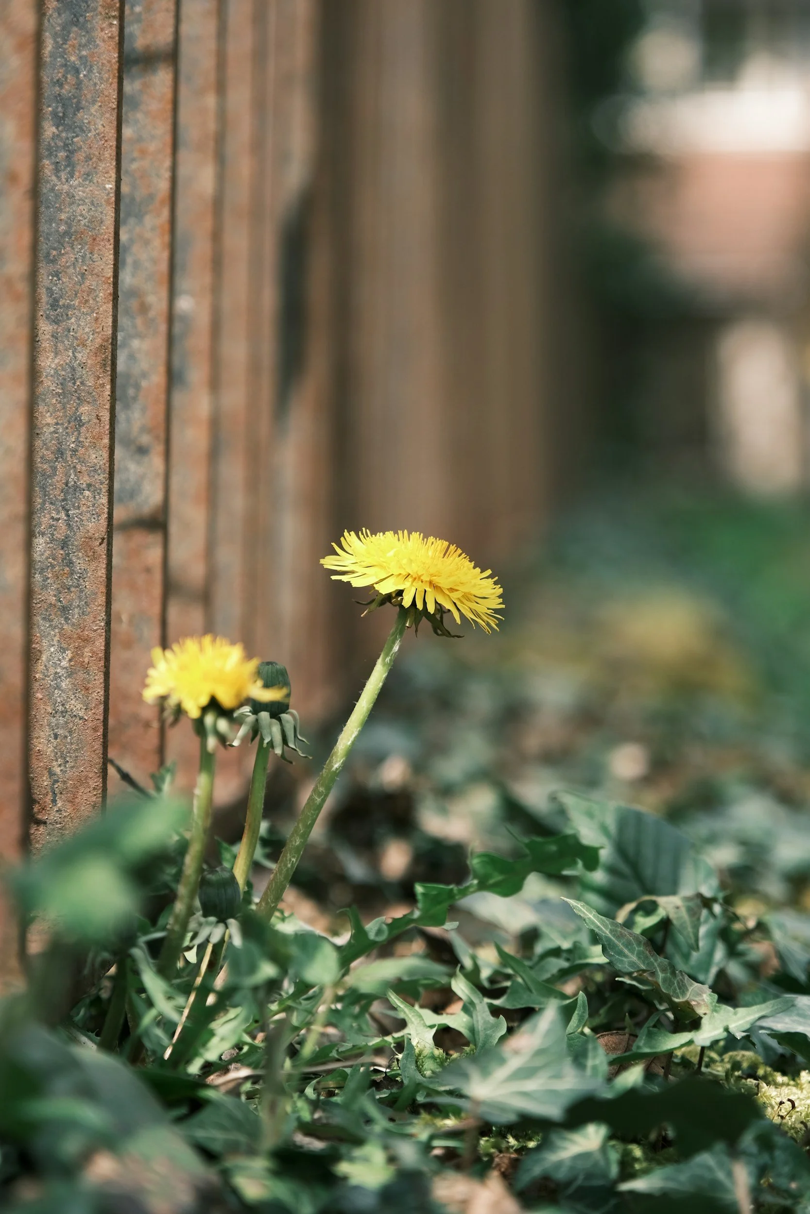 Haiku by Tuyet Van Do