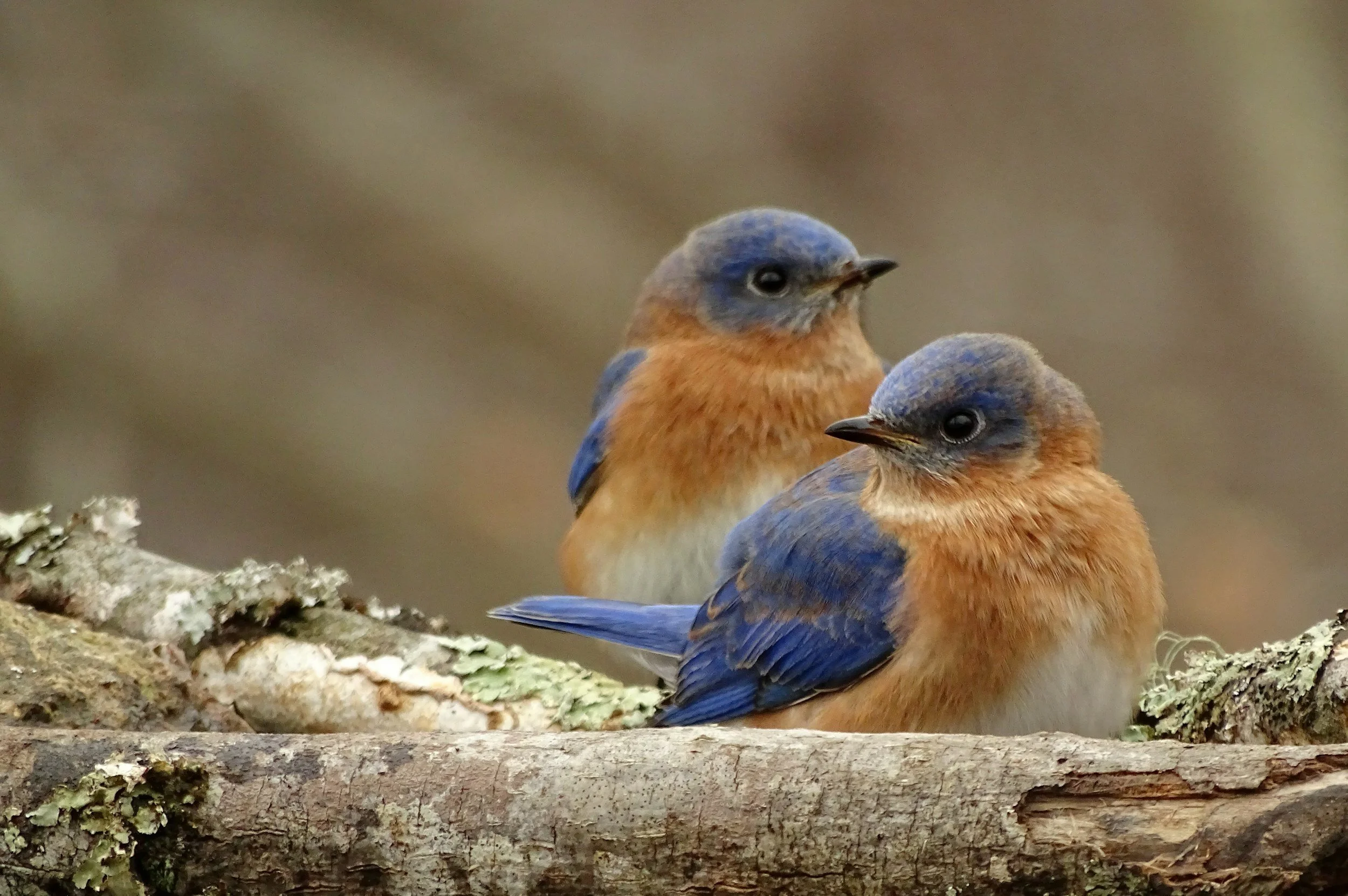 Haiku by Ash Evan Lippert