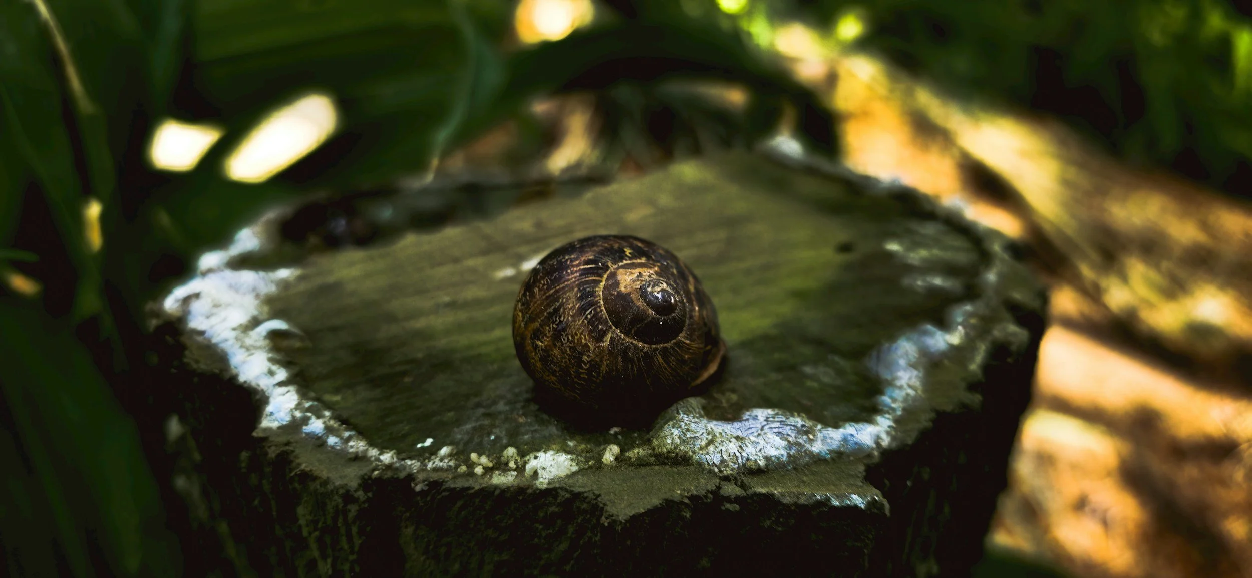 Haiku by Corey D. Cook