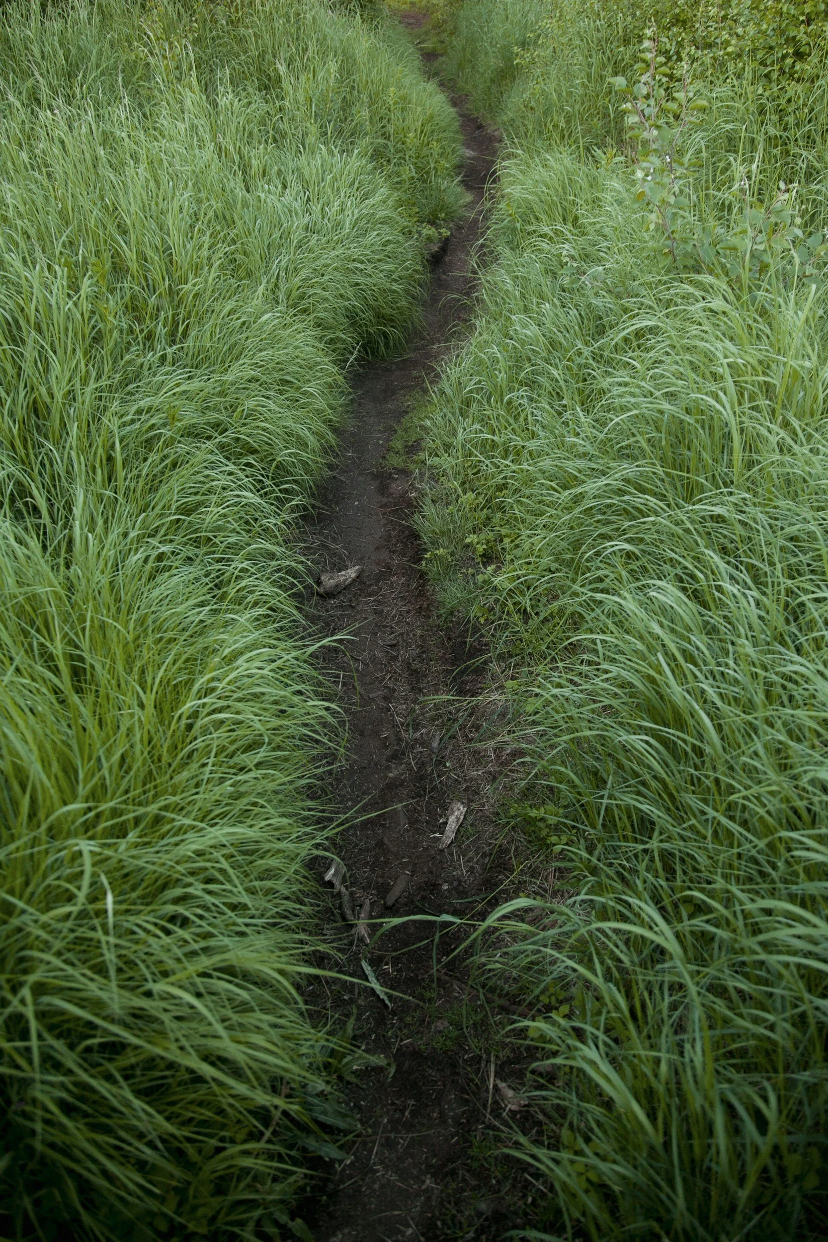 One Breath by Vaishnavi Ramaswamy