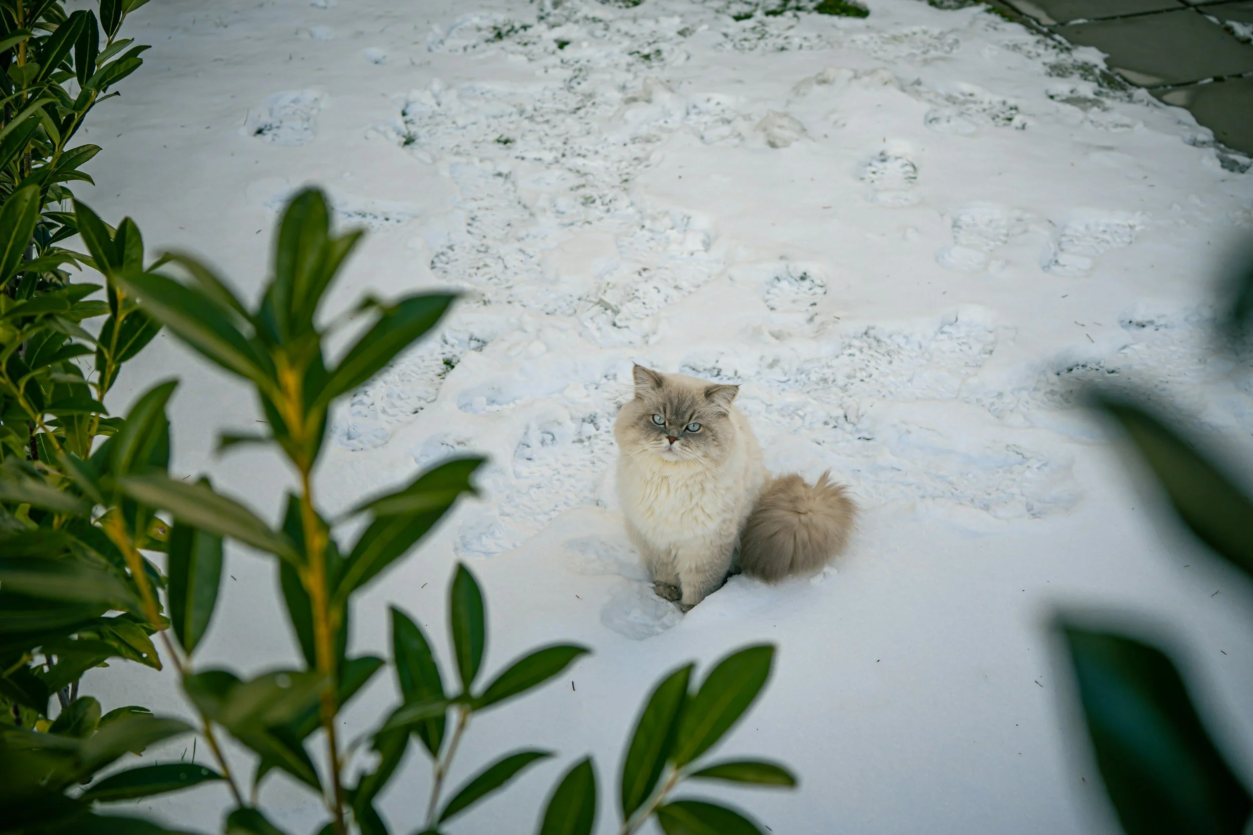 Haiku by Marc Brimble