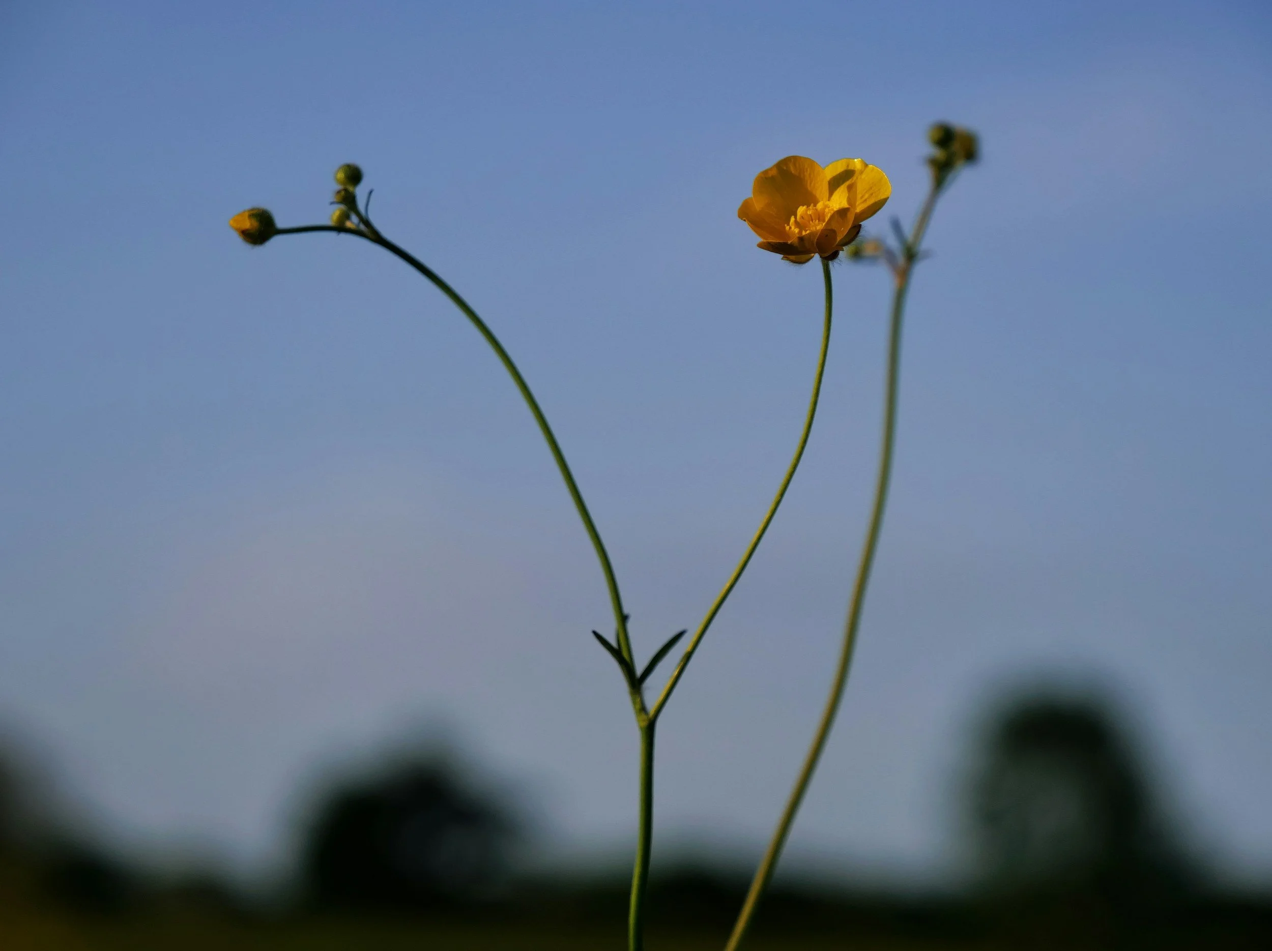 Haiku by Maya Daneva