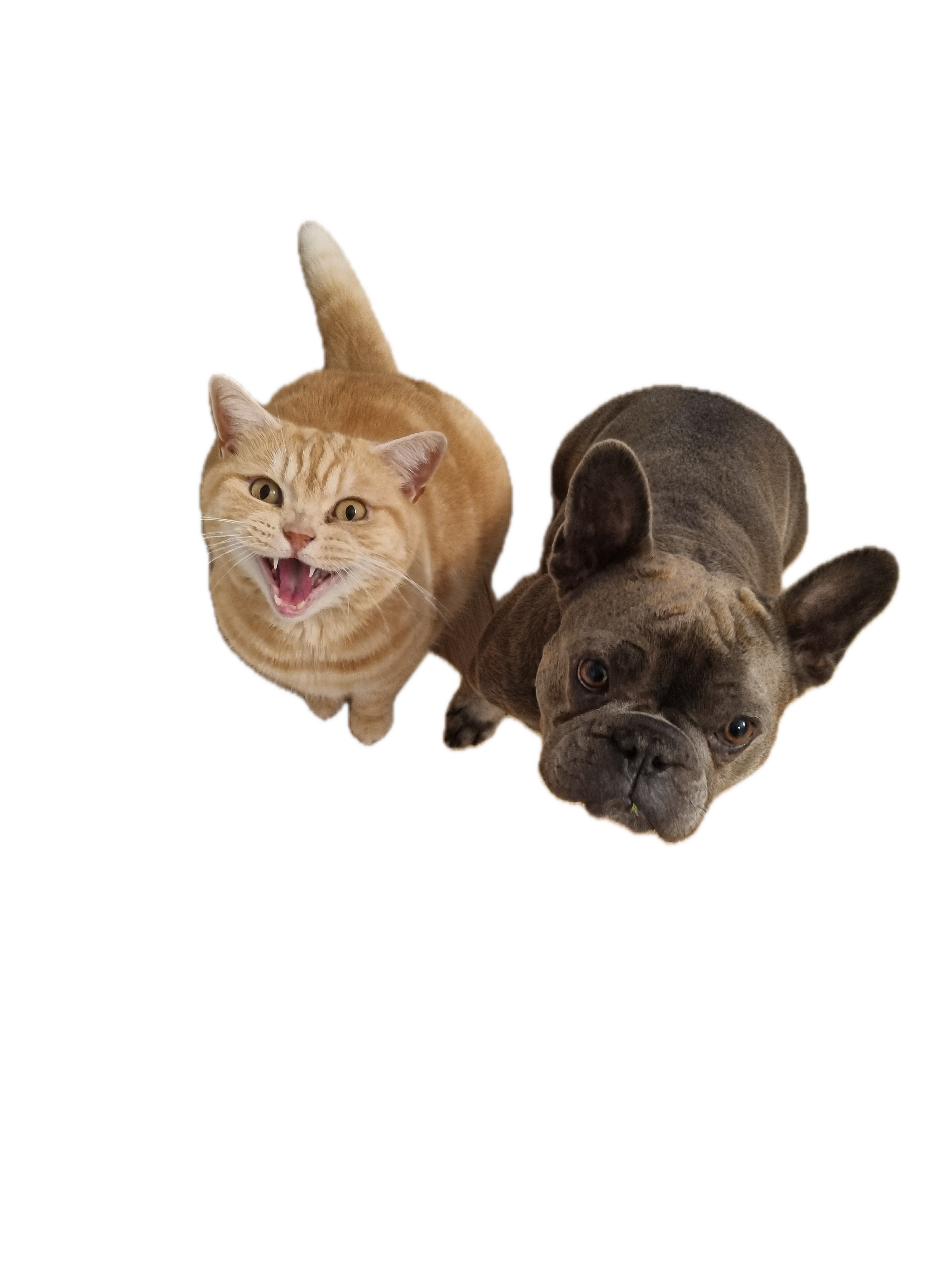 Erik the big ginger cat and Rory the grey dog