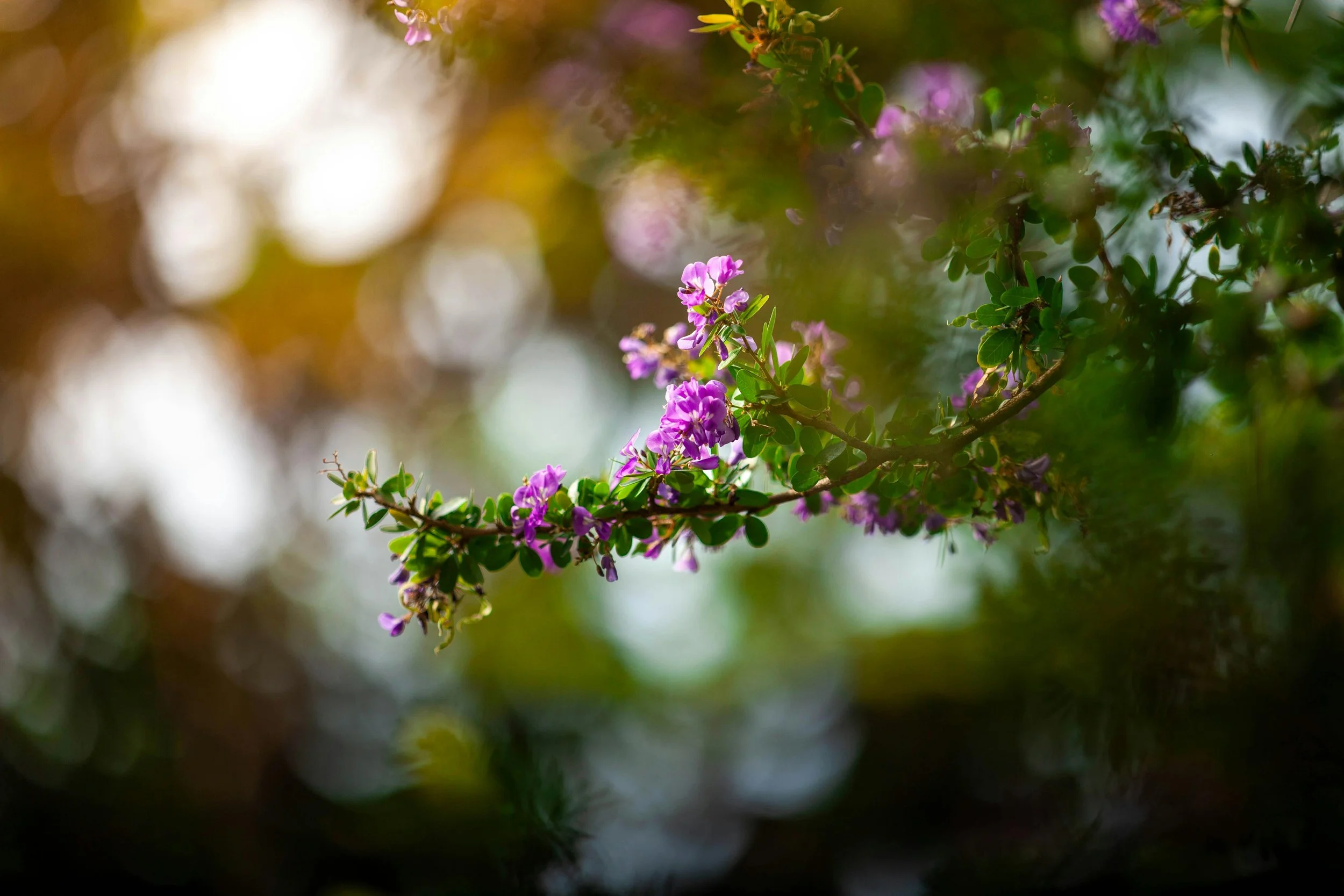 Purple flowers blooming from a plant, symbolizing growth, transformation, and the natural unfolding of healing through somatic EMDR therapy