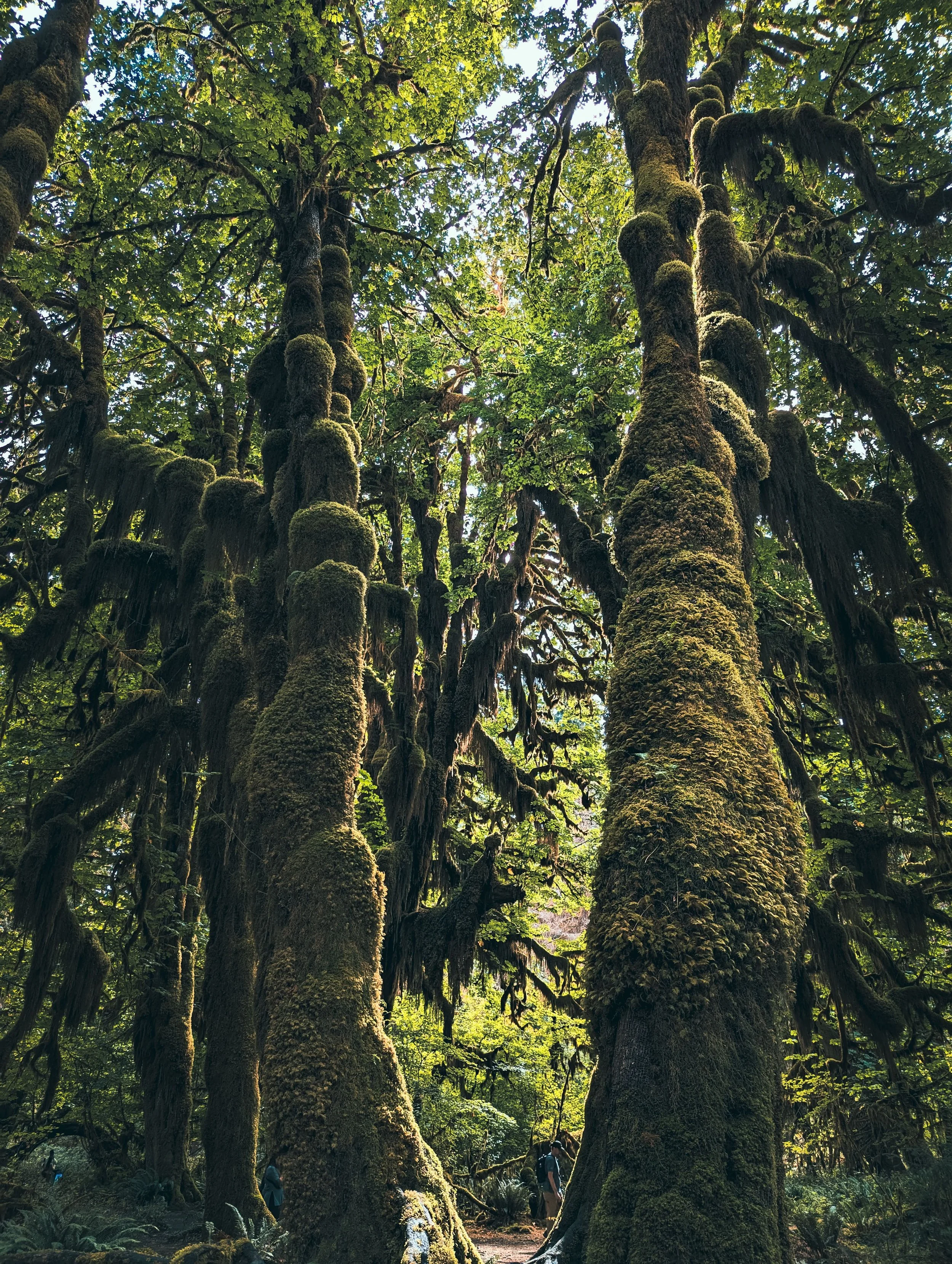 Tall evergreen tree in the Pacific Northwest, a symbol of rootedness and presence central to embodied healing
