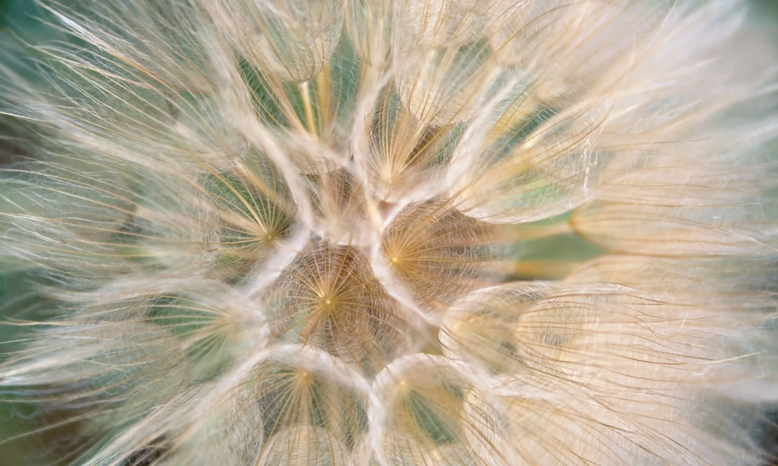 Close-up of a delicate dandelion seed head, symbolizing release, transformation, and the gentle unfolding of embodied healing.