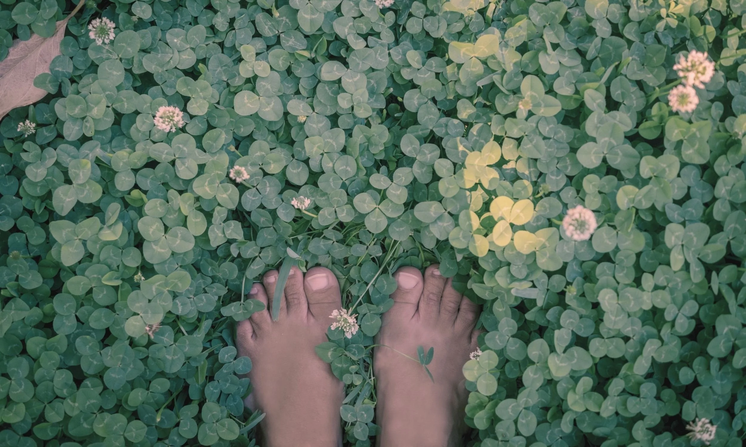 Bare feet standing on soft green clover dotted with white flowers, symbolizing grounded presence, safety, and connection through Embodied Soul Psychotherapy™.