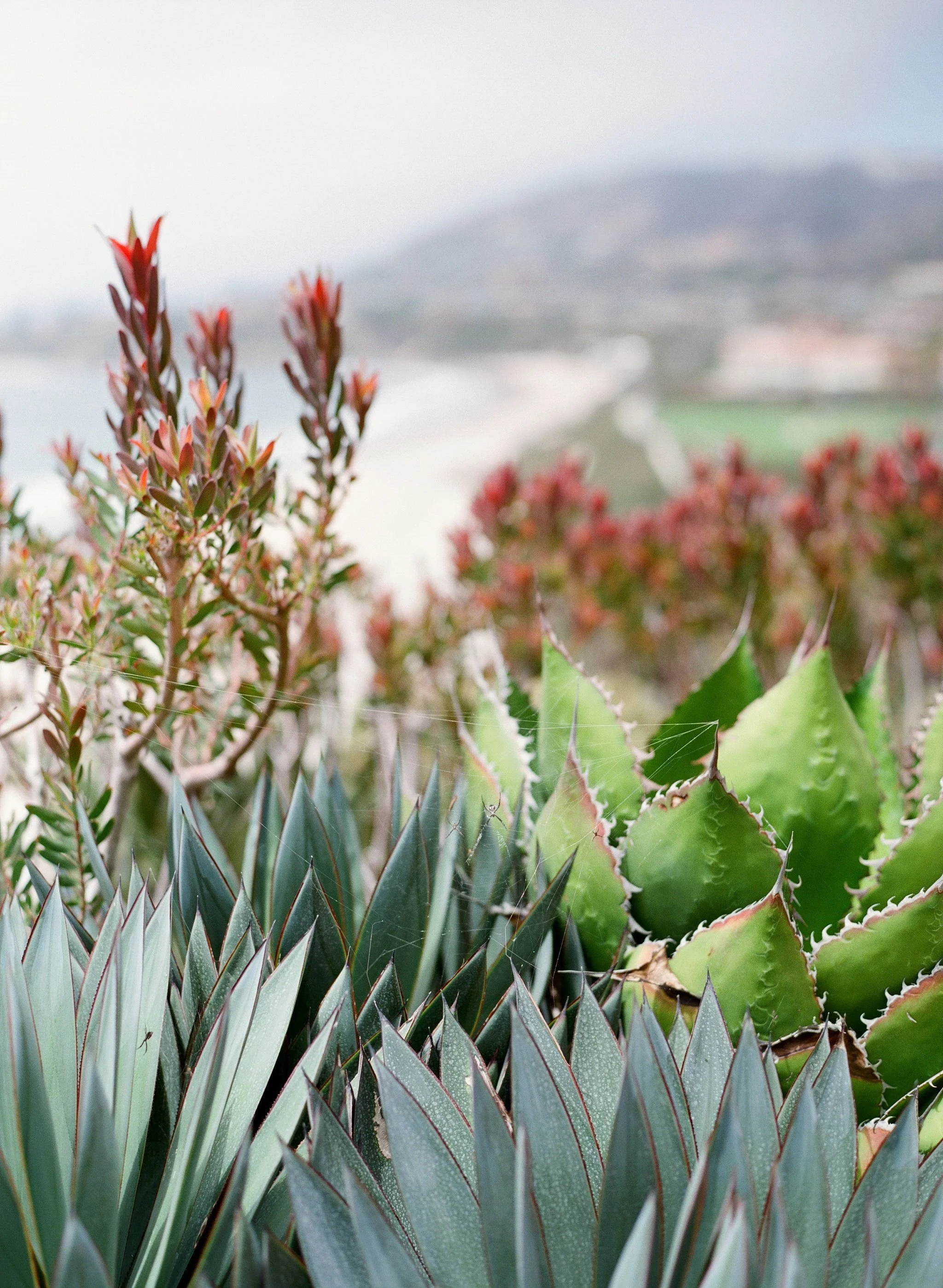 Southern California natural landscape near Carpinteria, home base of Embodied Soul Psychotherapy®