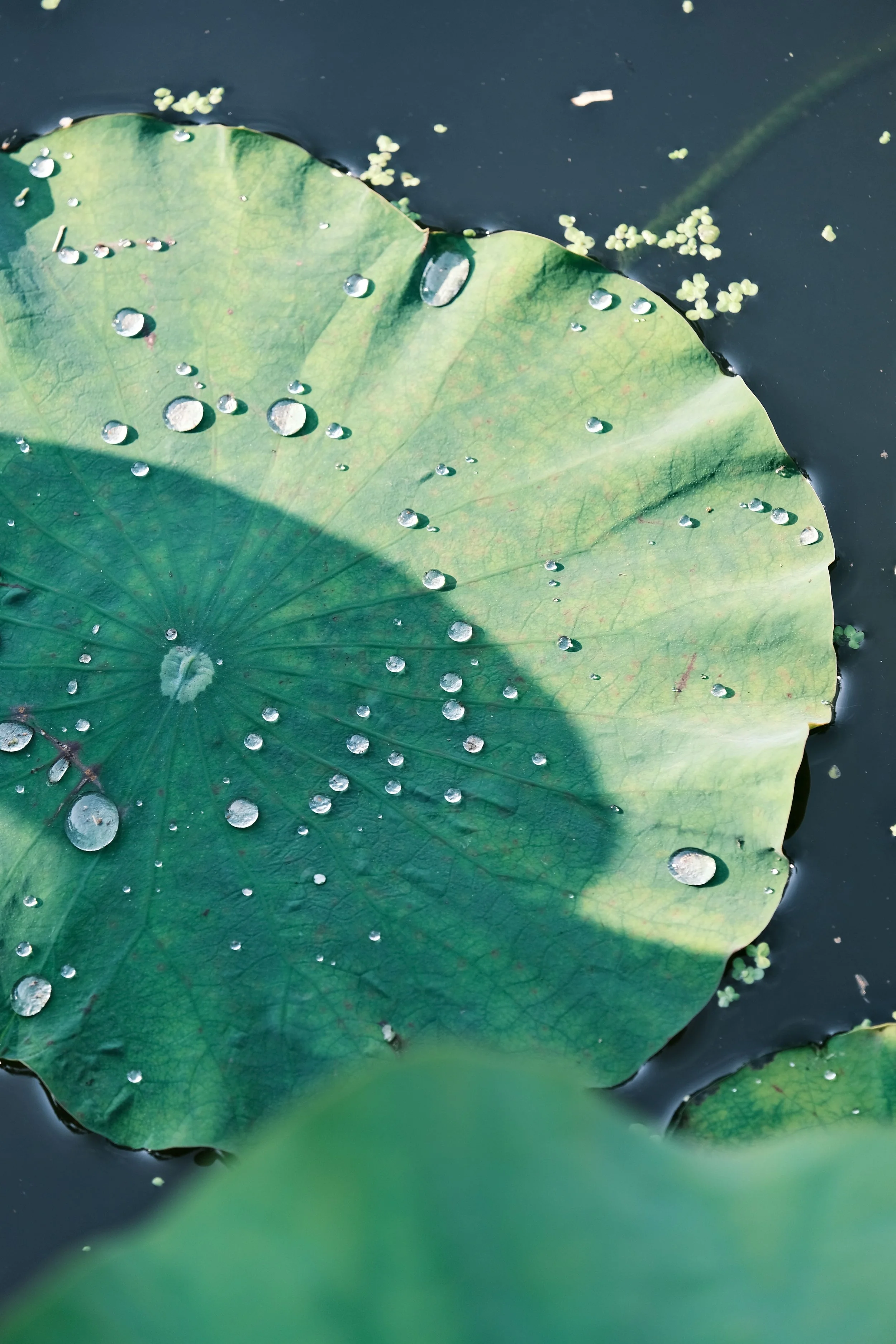 A lily pad resting on still water, symbolizing grounded presence and the gentle unfolding of inner work through IFS therapy
