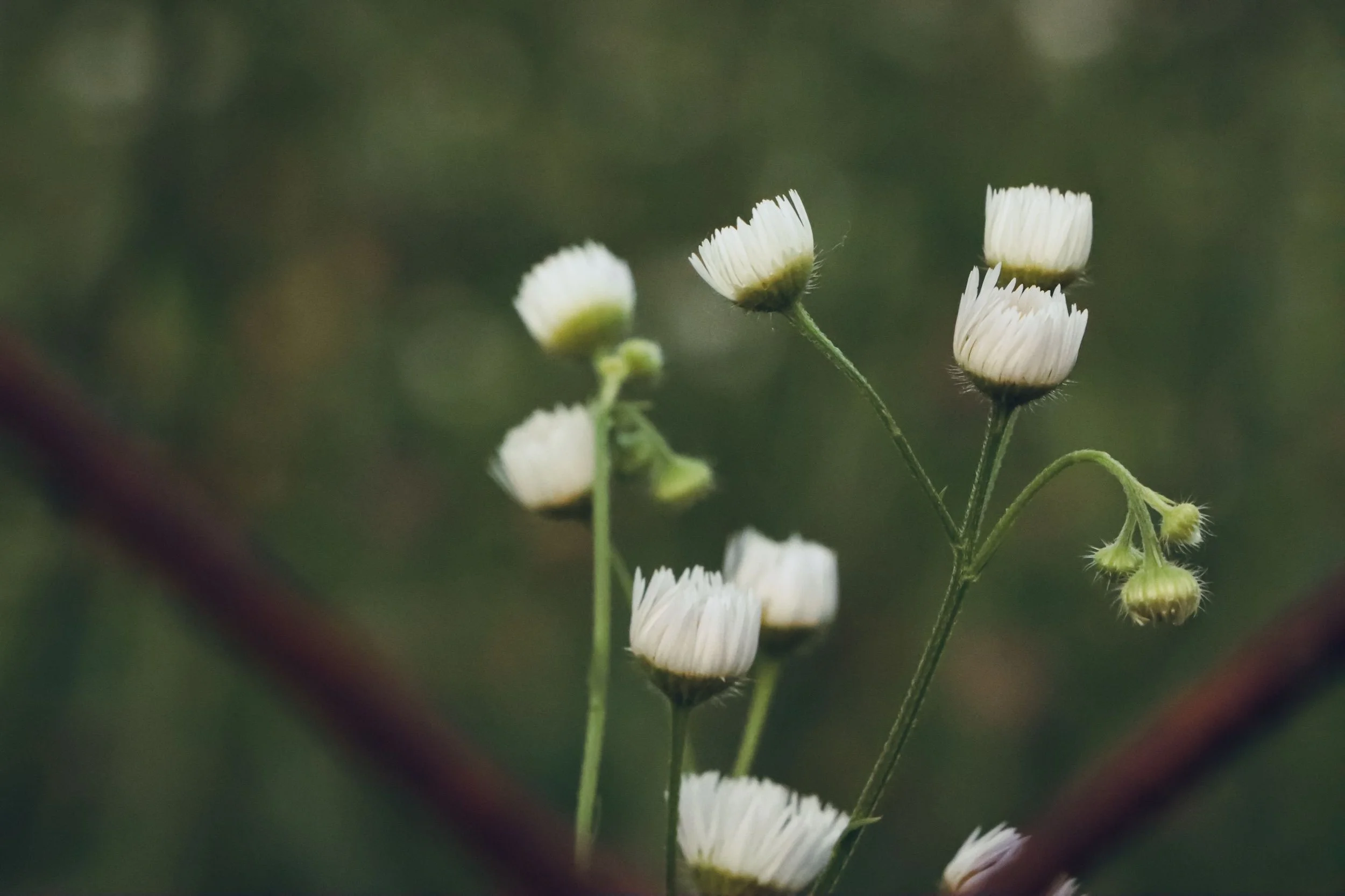 White flowers in soft focus, symbolizing clarity, renewal, and the gentle release of trauma through EMDR therapy