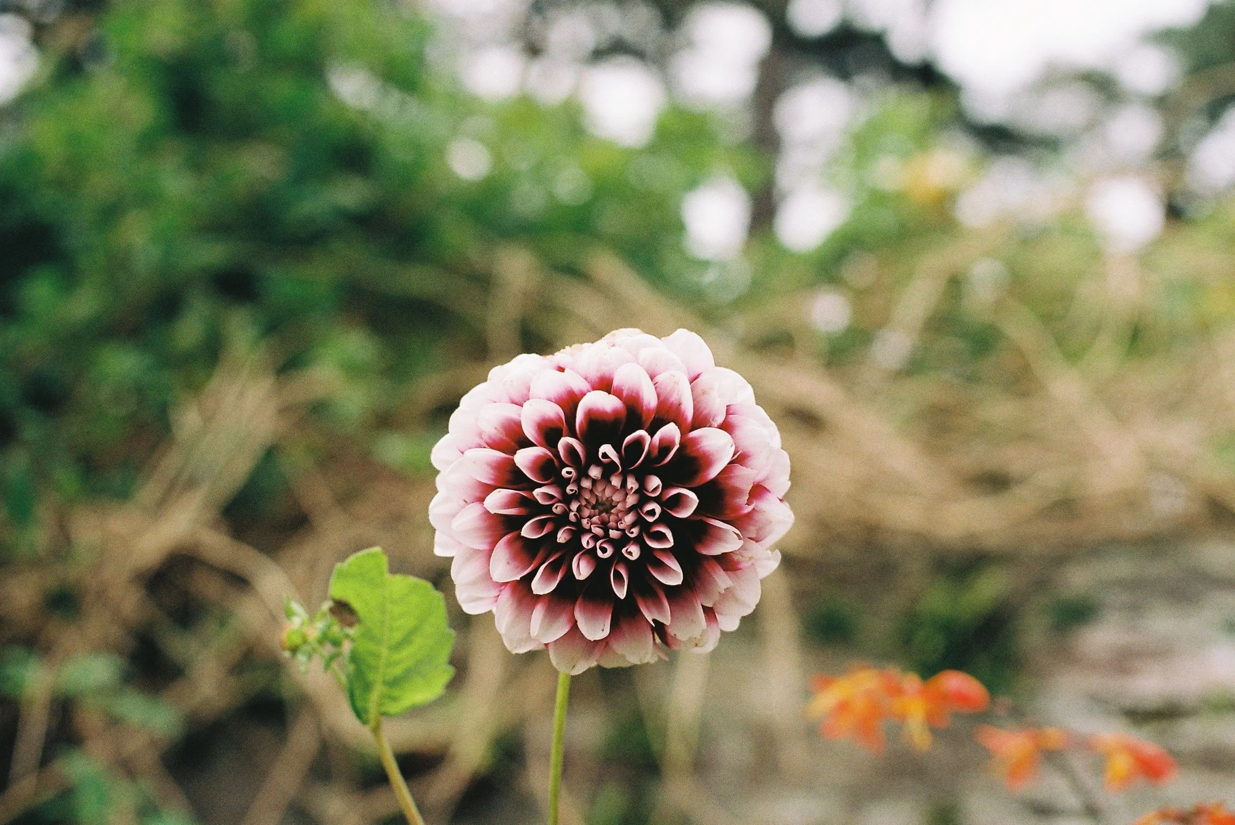Wildflower in bloom in Washington State, reflecting the quiet unfolding that depth-oriented therapy makes possible