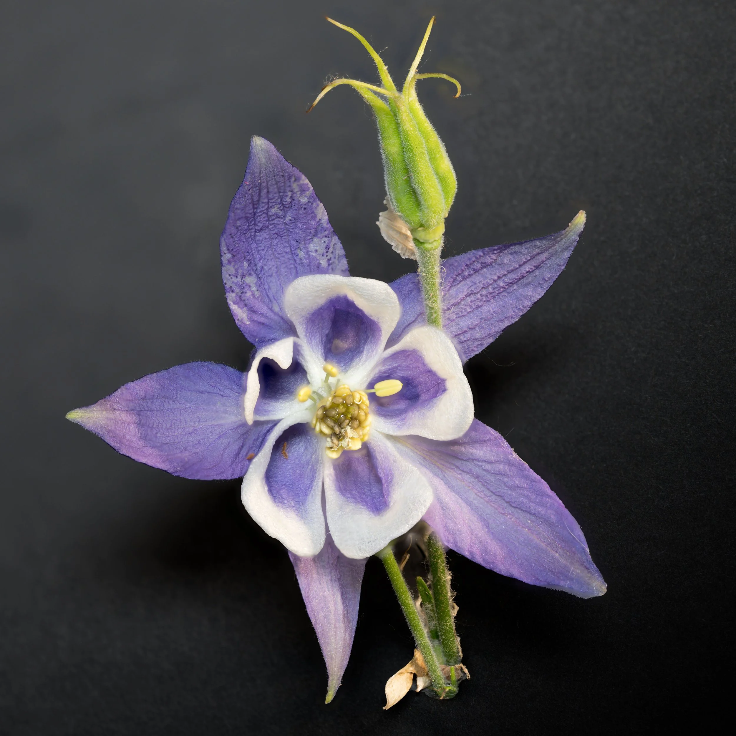 Serene Colorado purple flower reflecting the grounded, contemplative approach of Embodied Soul Psychotherapy®