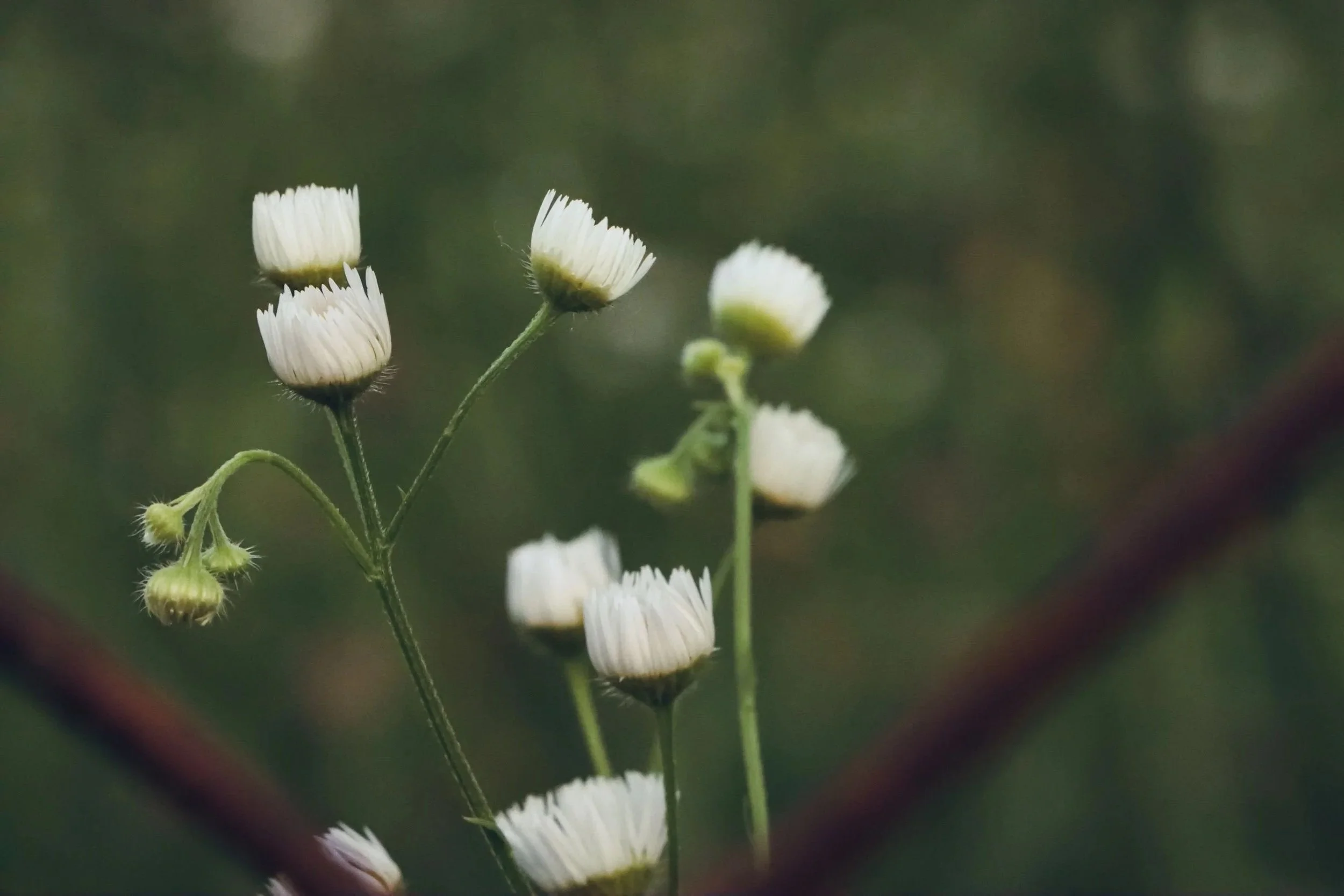 White flowers, evoking the slow, attentive pace of somatic and depth-oriented therapy