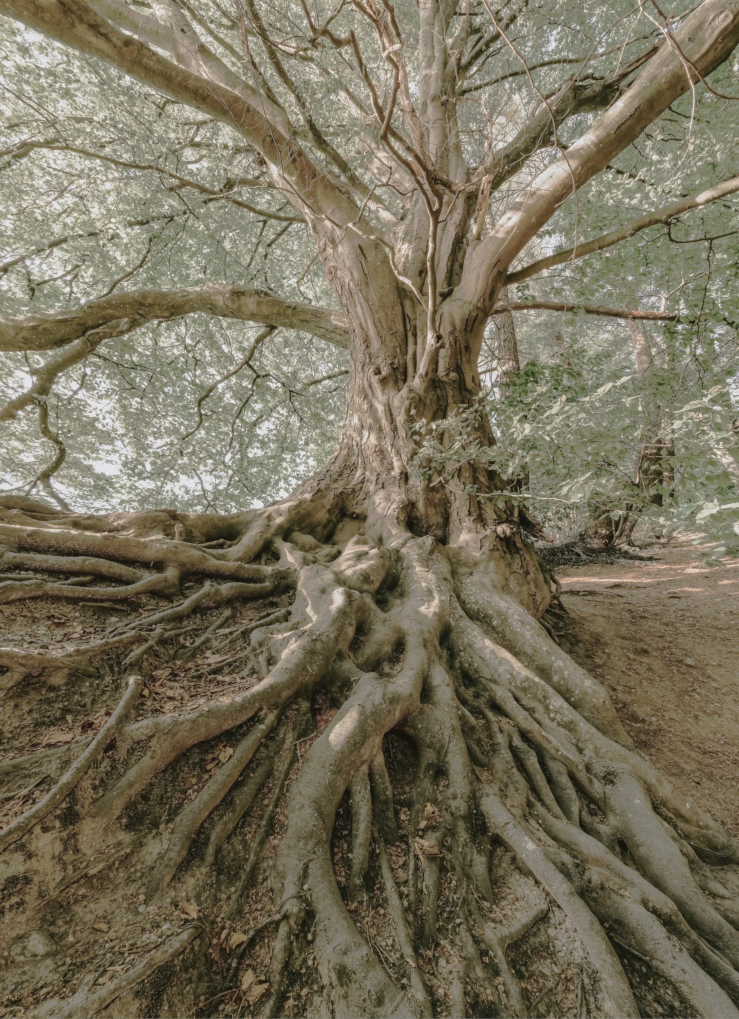 How Intergenerational Trauma Shapes Adult Relationships