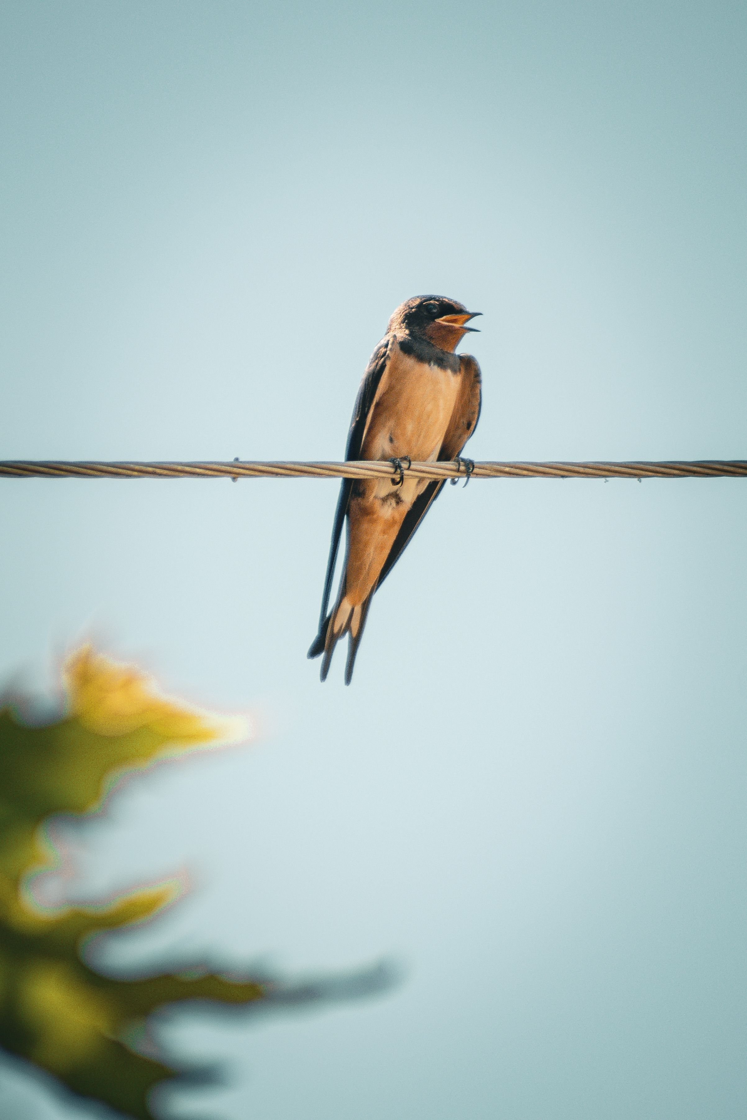 A bird perched in quiet stillness, symbolizing the watchful presence and inner attunement cultivated through Internal Family Systems therapy