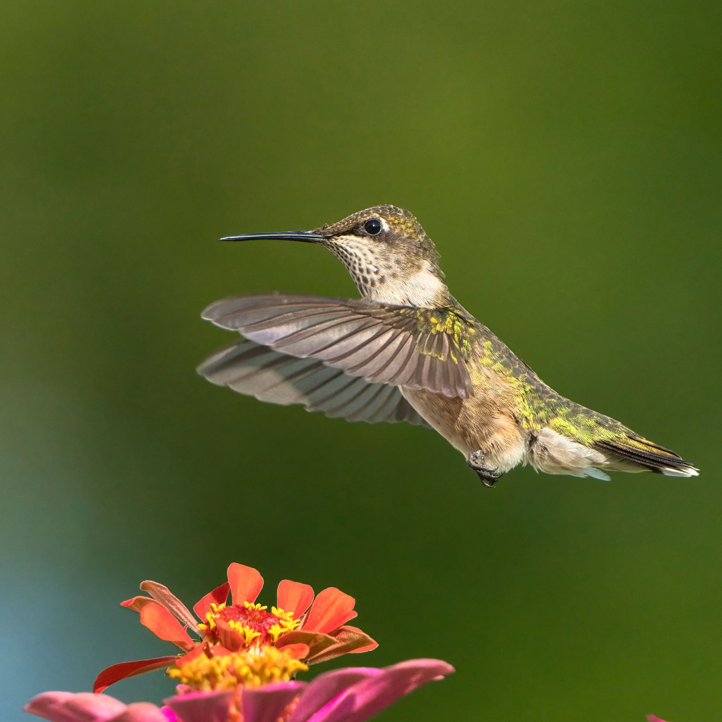 Ruby-throated hummingbird hovering above a zinnia in mid-flight, wings suspended — somatic therapy in Tennessee, Embodied Soul Psychotherapy®