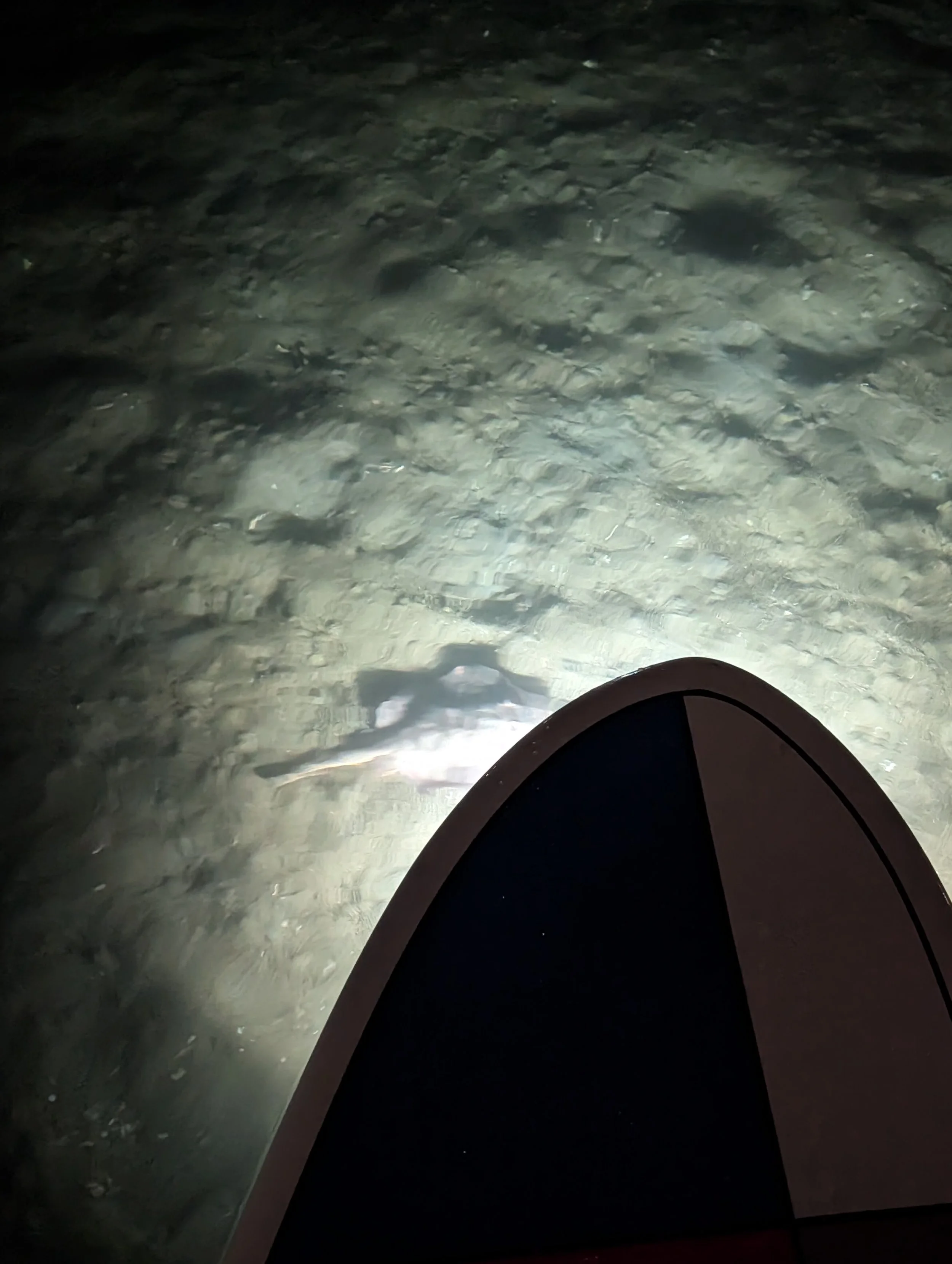 Nighttime view from a stand up paddle board (SUP), with a round spotted ray illuminated in the water. Night Owl Tour. Night SUP Tour Mission Bay, San Diego.