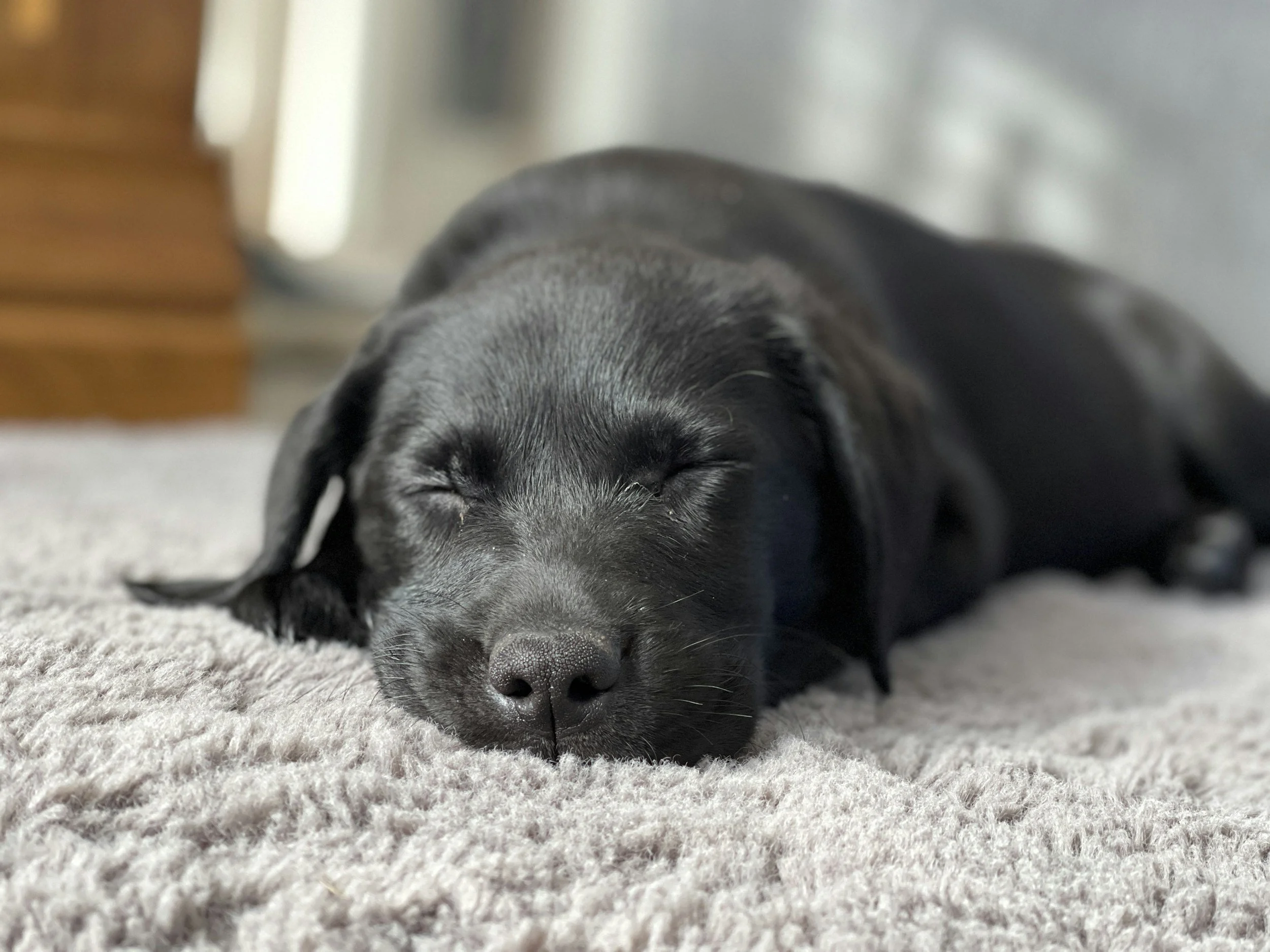 A black puppy sleeping peacefully on a soft beige blanket.