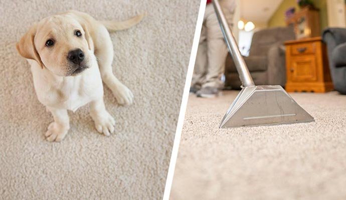 A cute puppy sitting on the carpet next to a vacuum cleaner on a different carpet.