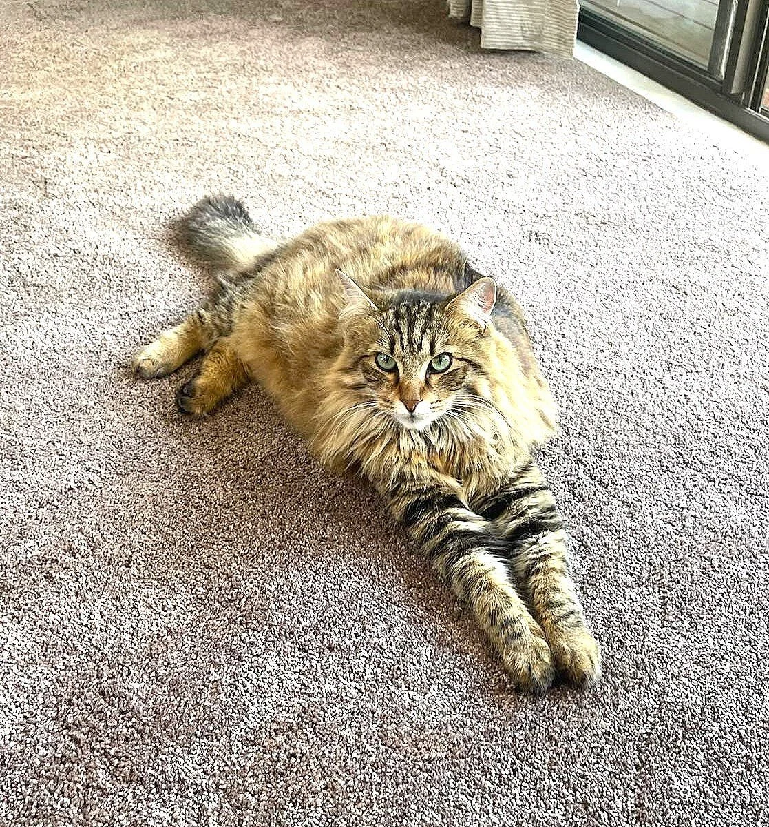 Carpet cleaning Kerikeri
•	"Carpet cleaning Waipapa
•	"Professional carpet cleaning"
•	"Carpet cleaning services"
•	"Upholstery cleaning"
•	"Upholstery cleaning service Kerikeri"
•	"Carpet and upholstery cleaning "
•	"Best carpet cleaning services "