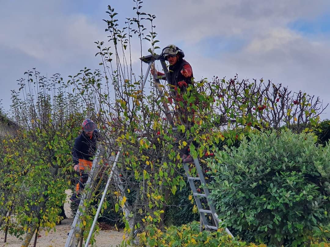 Two workers are trimming or pruning a tall fruit tree, one standing on a ladder and the other on the ground, with a cloudy sky in the background.