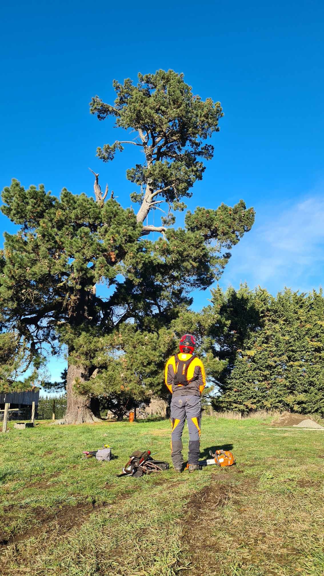 A person dressed in outdoor gear, including a helmet and backpack, stands observing a tall tree in a grassy area. Tree cutting equipment is on the ground nearby, and other trees are in the background.