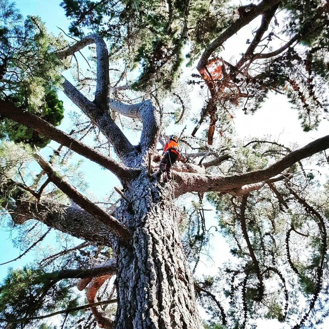 A person wearing an orange safety vest and helmet climbing a tall tree with a harness and rope, surrounded by green foliage and a clear blue sky.