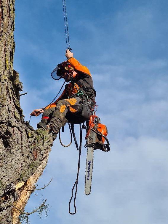 A person wearing safety gear, including a helmet and harness, climbing a tall tree with a chainsaw attached to their safety gear.