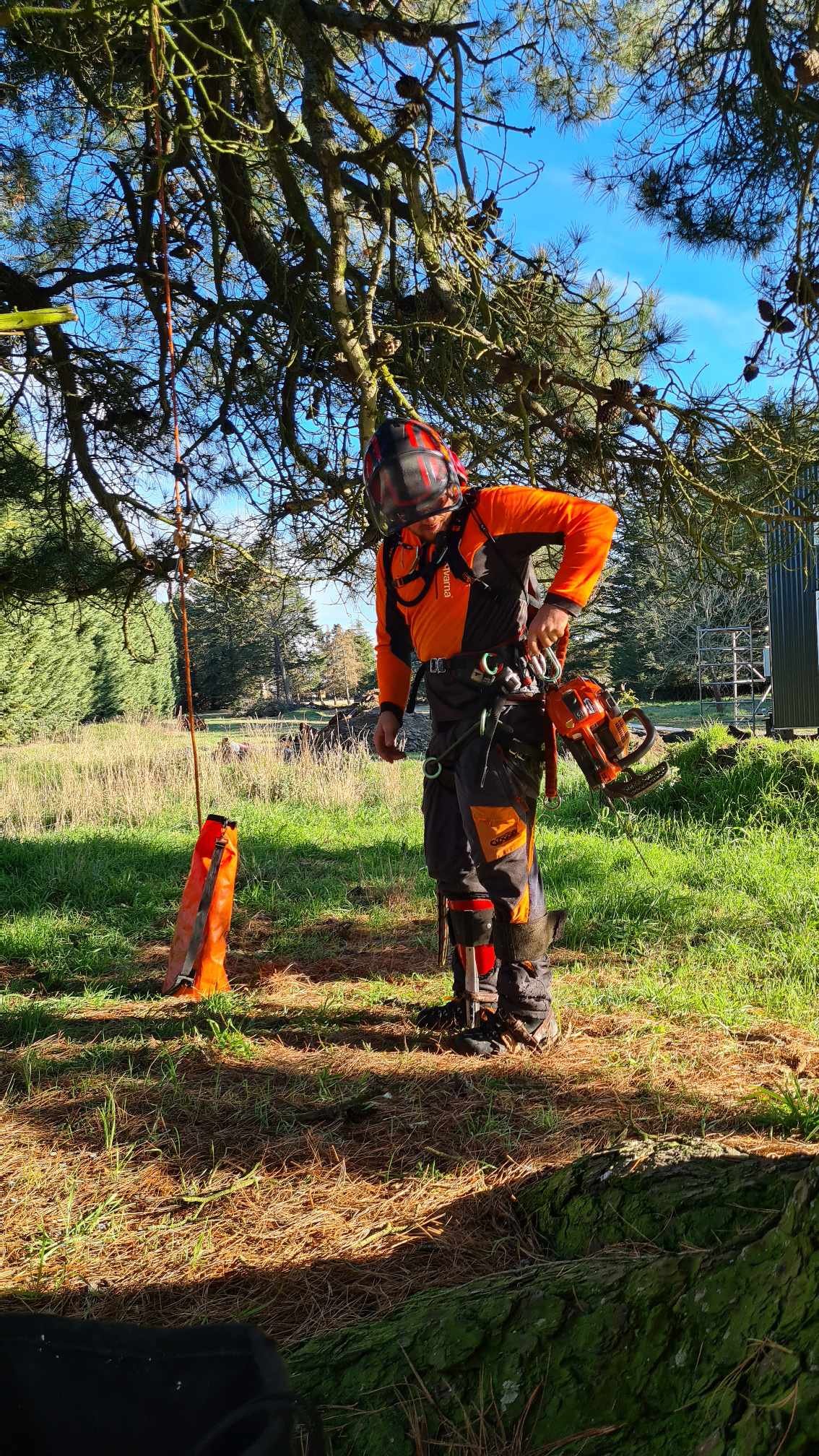 A worker dressed in orange and black safety gear stands outdoors under a tree, preparing equipment, with a chainsaw in hand and a safety helmet on.
