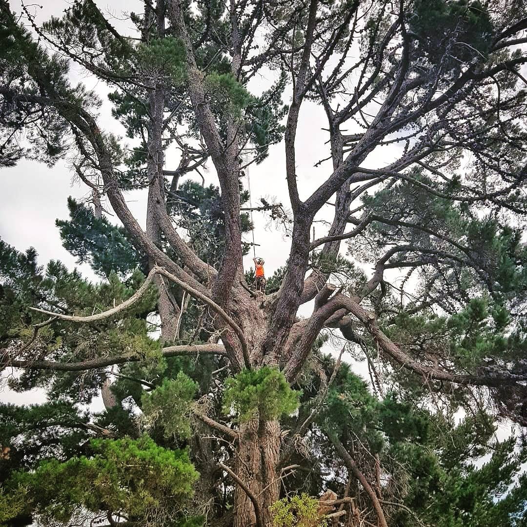 A person standing in orange safety gear climbing a tall pine tree with thick branches, surrounded by green pine foliage.