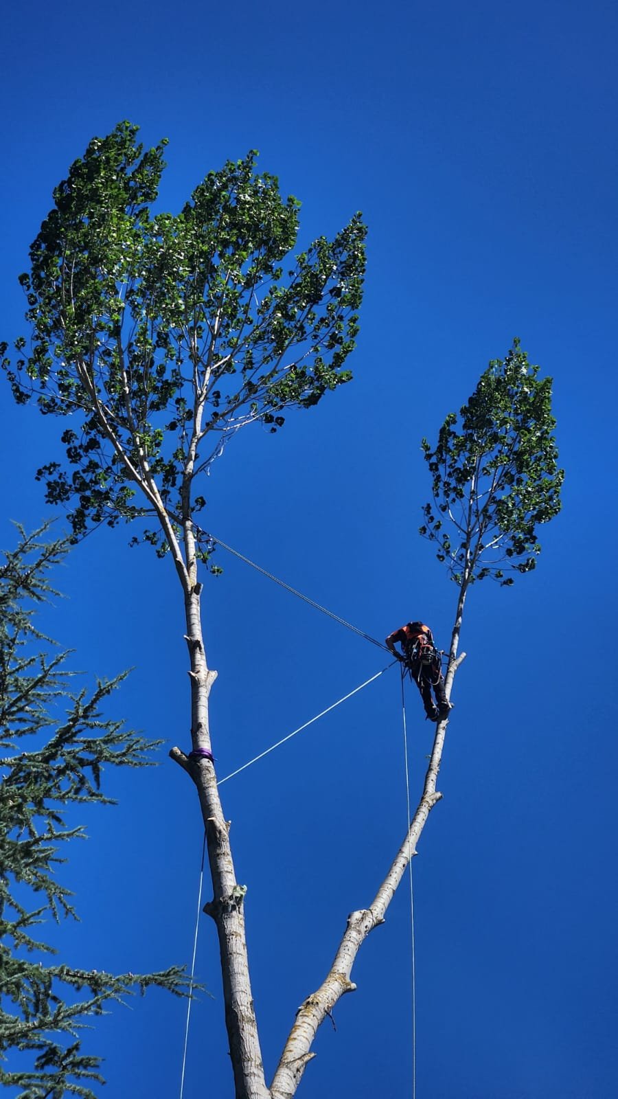 Tree climber working on a tall tree with a blue sky in the background.
