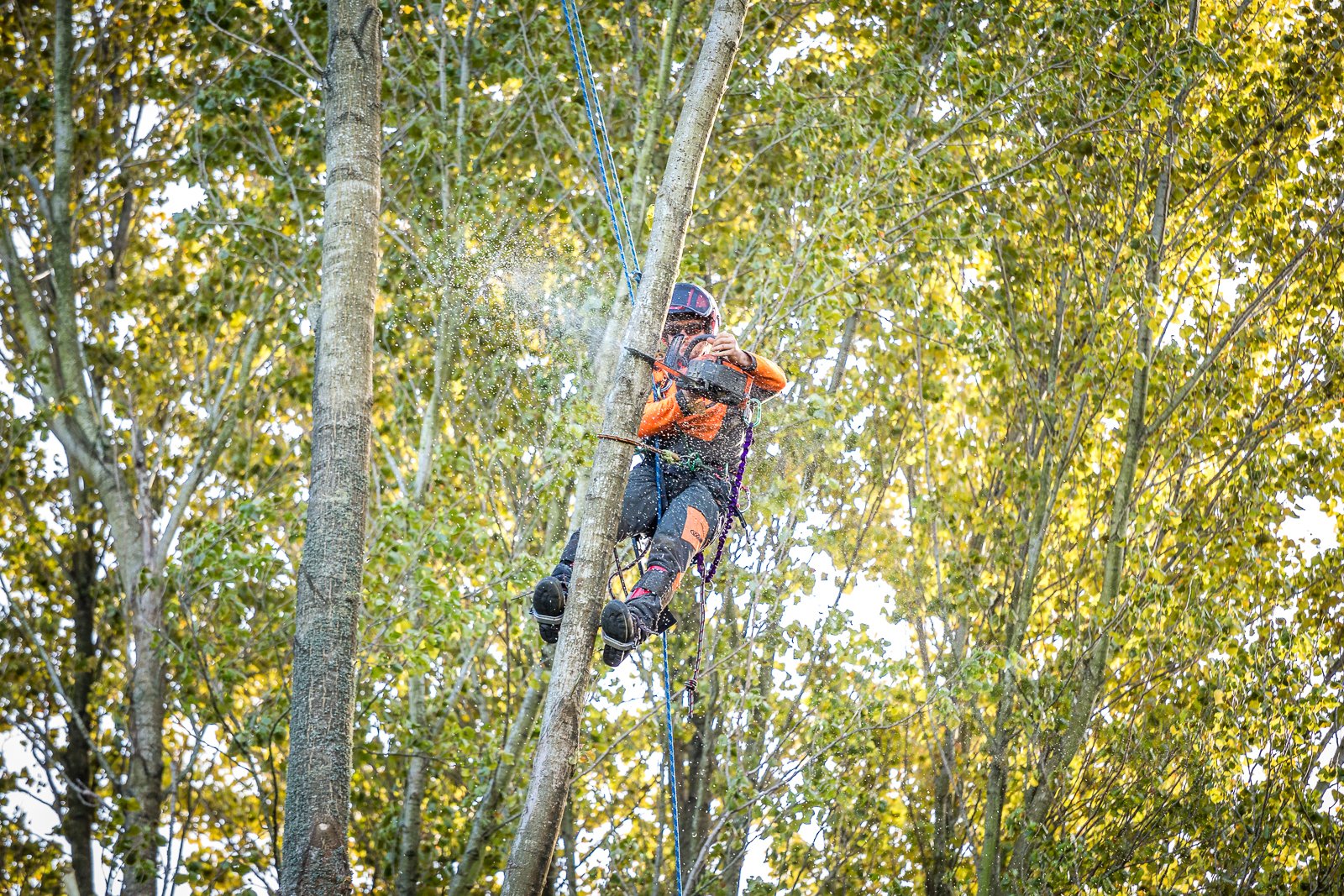 Sam Wilkes | Arborist, wearing safety gear, including a helmet and harness, is tree trimming or cutting branches in a forested area with green leaves.