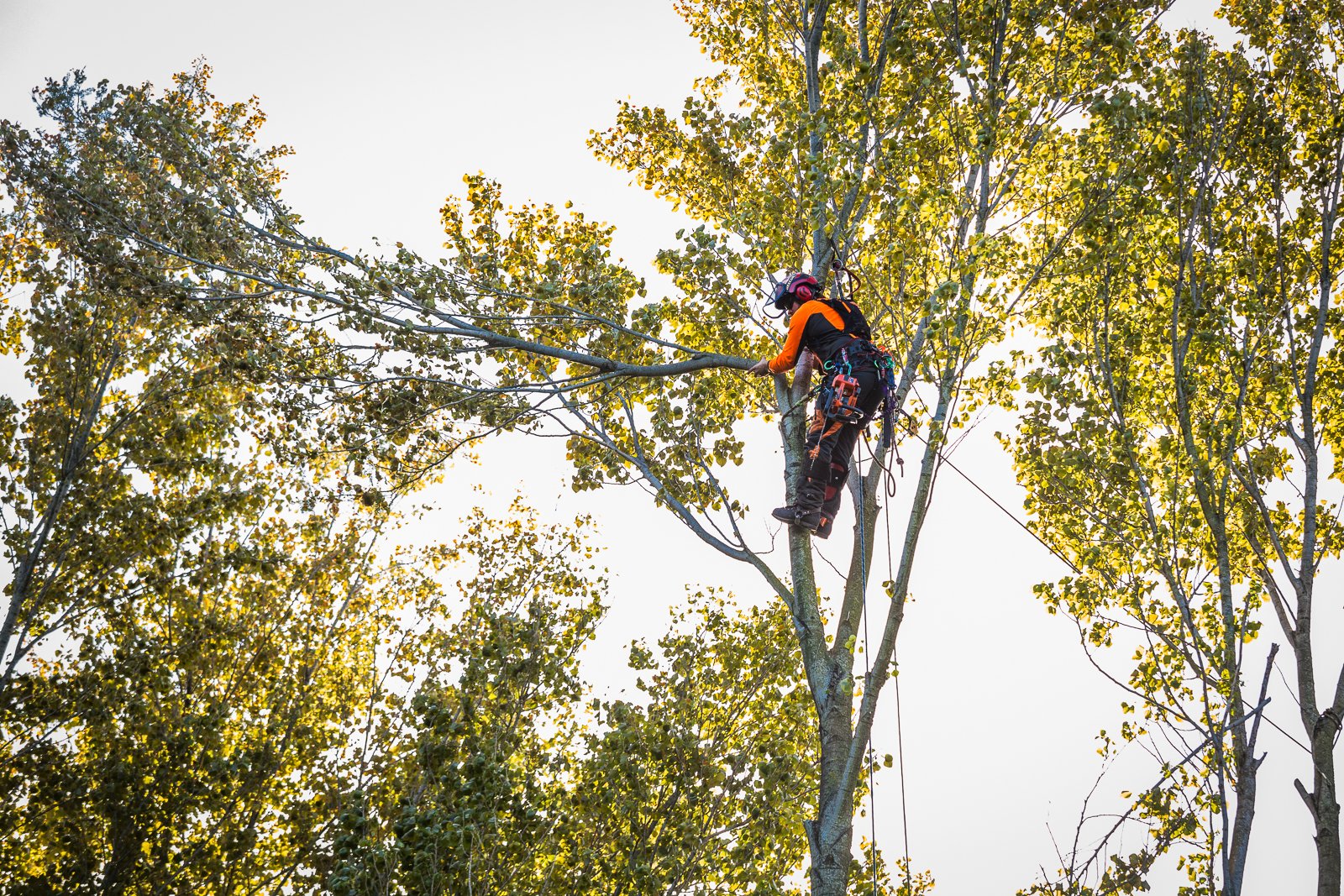 A tree trimmer wearing safety gear, including a helmet and harness, working high up in a tall tree during daylight with a bright sky and other trees around.