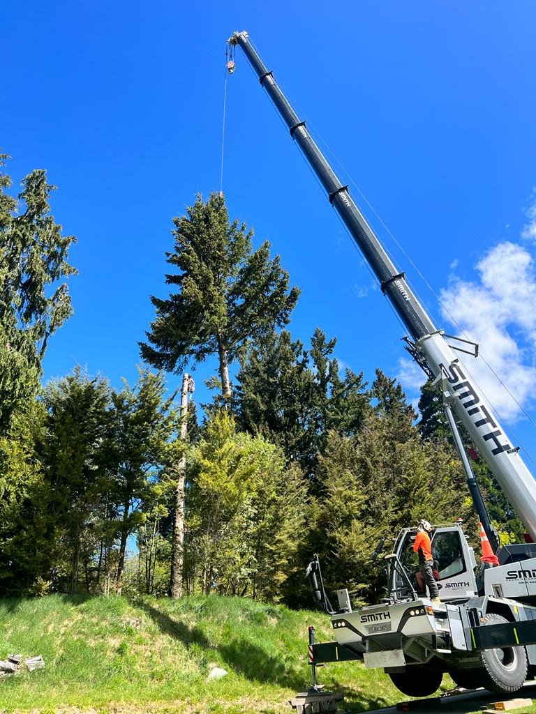 A large crane lifting a tree in a forested area with a blue sky in the background.