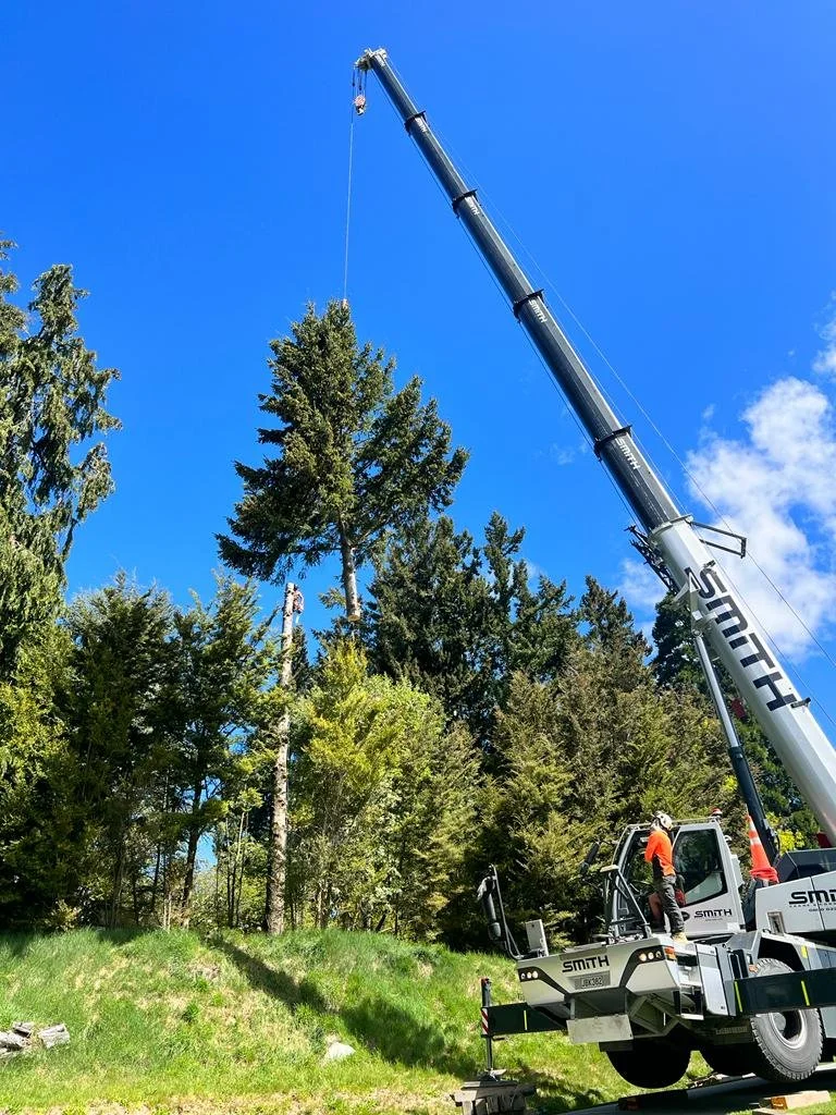 A large crane lifting a tree in a forested area with green grass, trees, and a bright blue sky.