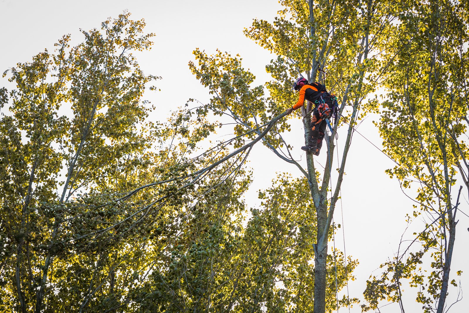 Tree trimming or cutting by a professional arborist wearing safety gear, standing on the branches of a tall tree with green leaves.