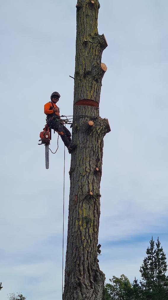 Tree worker in protective gear cutting a tall tree with a chainsaw, climbing harness, and ropes against a cloudy sky.