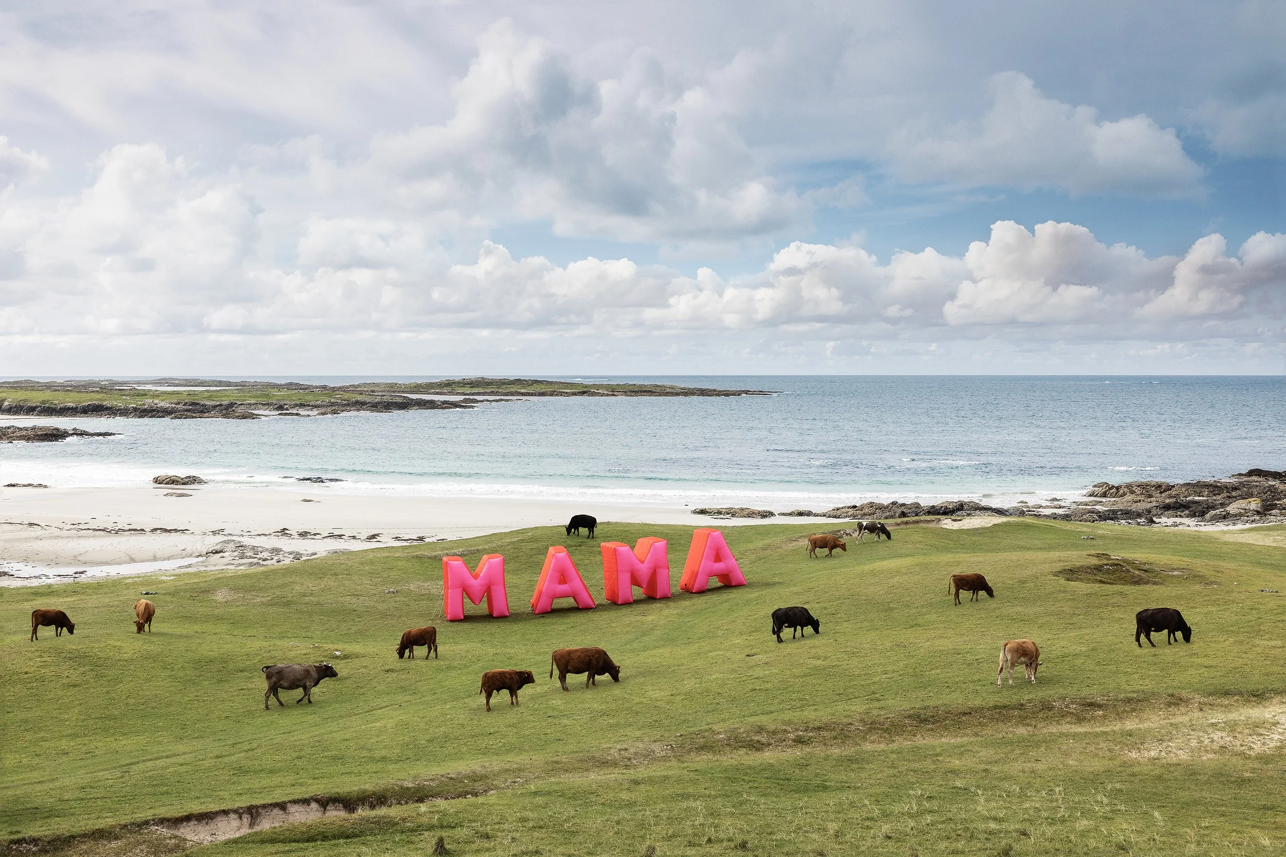 Cows copy.jpg
