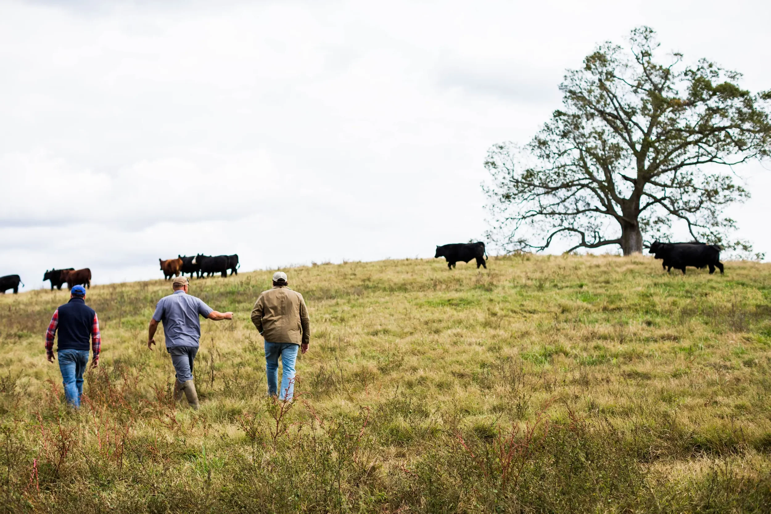 Three men in a field with cows at Rittenbery farm