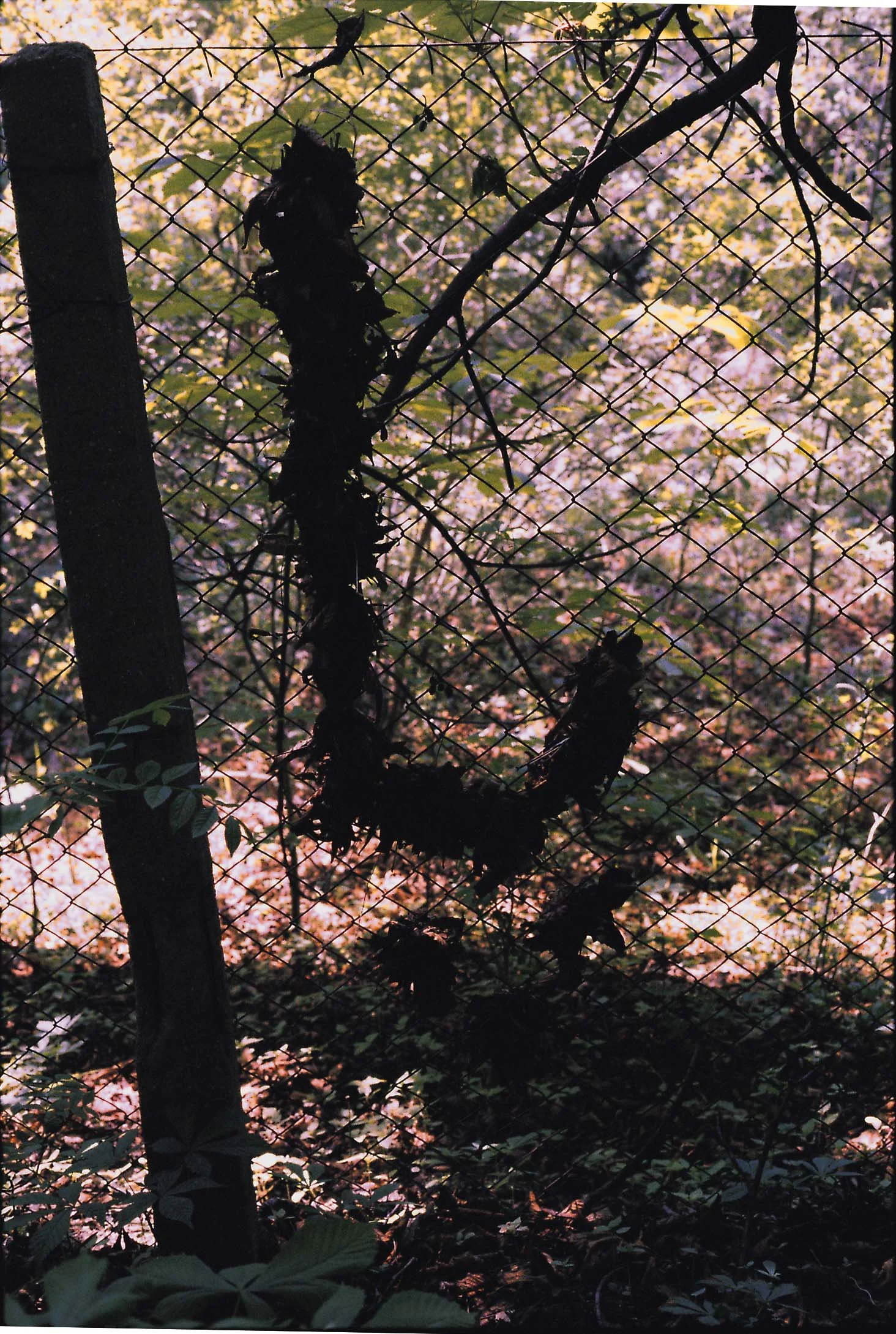 15 'Language in Site' 1996.jpg